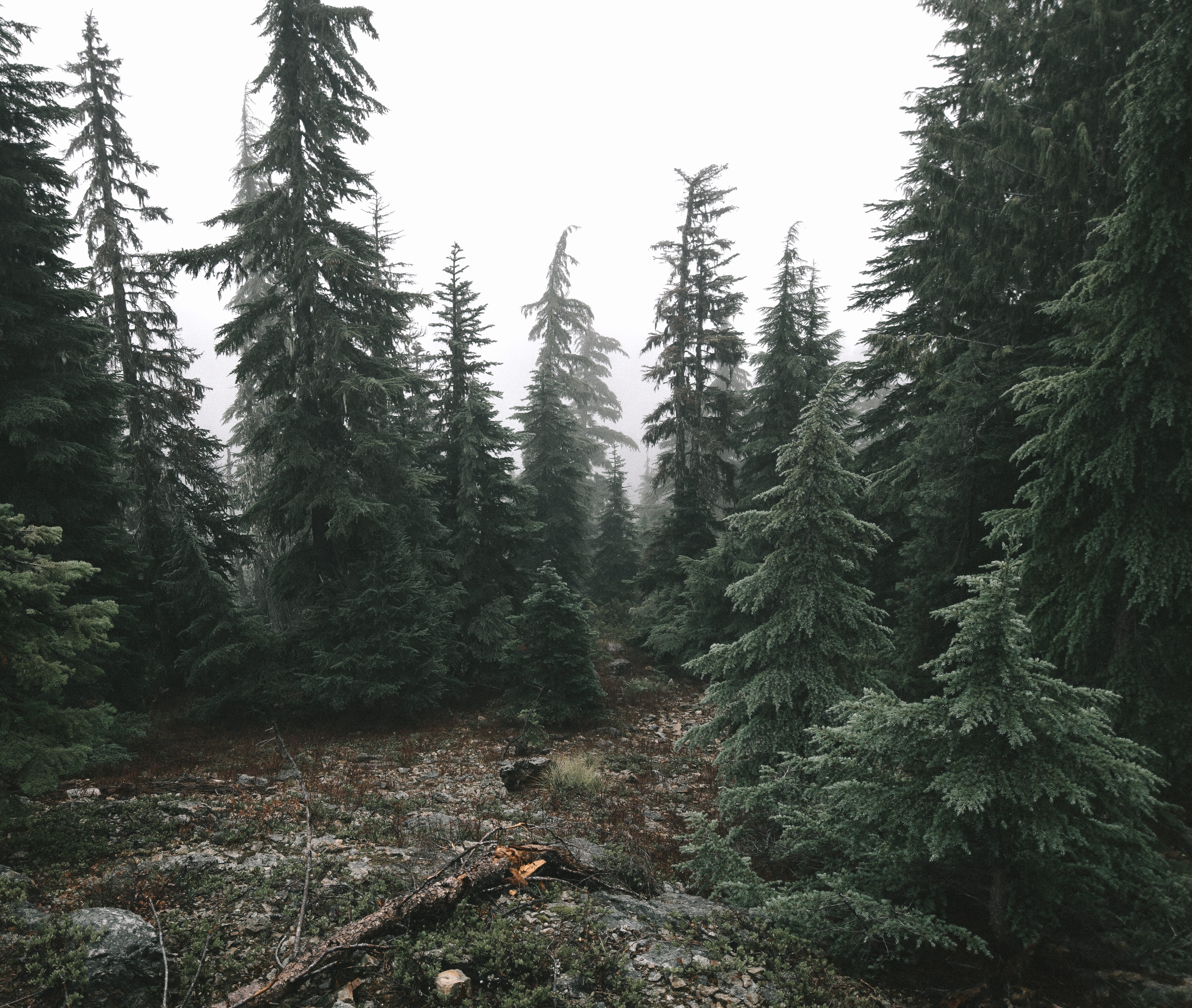 tree, woodland, bohemia mountain, rain, outdoors, tranquil scene, pine tree, oregon, united states, clear sky, beauty in nature, alpine, growth, day, fog, HD Wallpaper