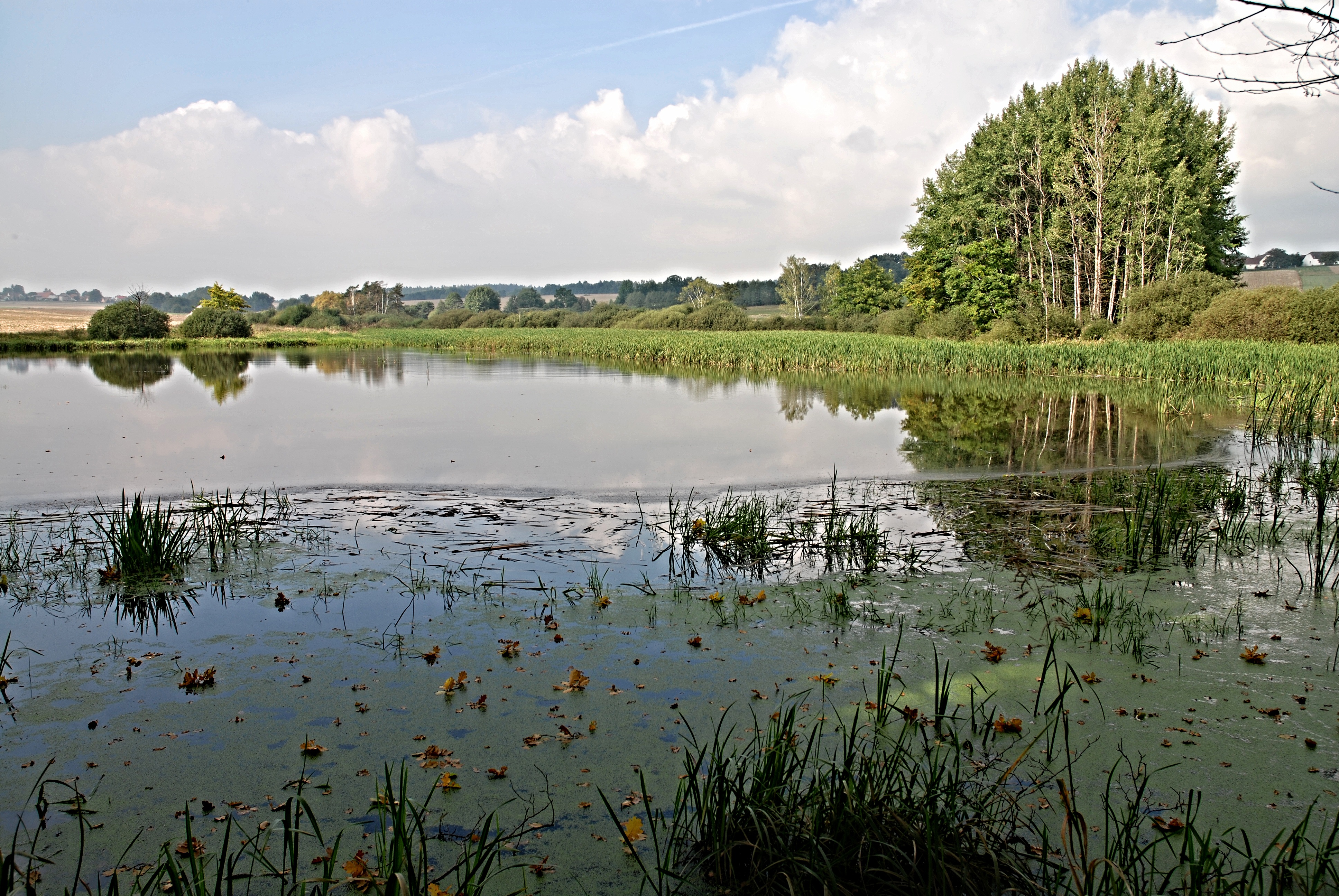 outdoors, grass, cloud - sky, summer, south bohemia, tree, day, nature, non-urban scene, growth, pond, beauty in nature, 4K, reflection, lake, surface, HD Wallpaper
