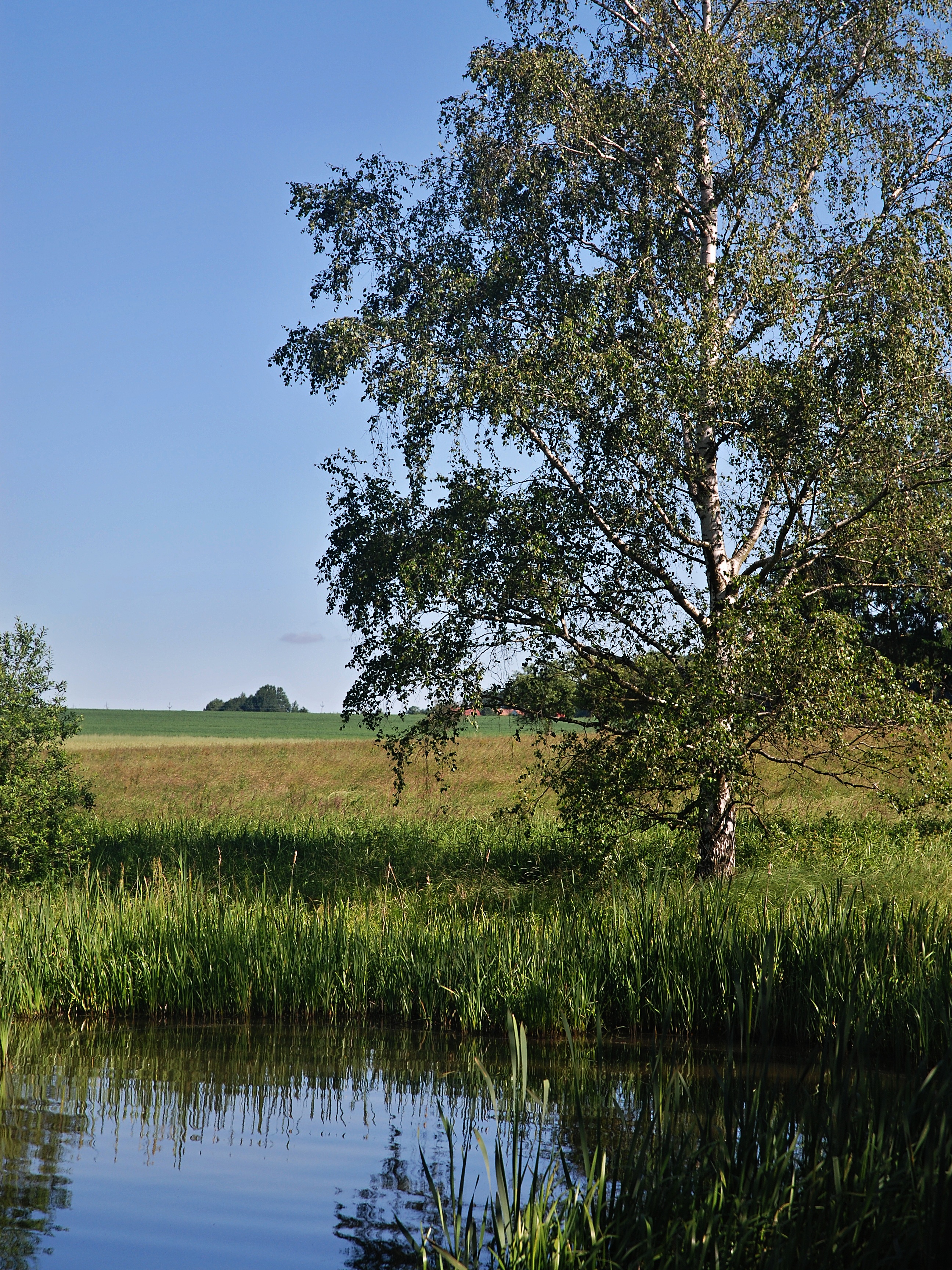 trees, day, birch, landscape, summer, sky, plant, scenics - nature, morning, meadow, nature, green color, lake, no people, grass, beauty in nature, blue sky, Phone HD Wallpaper