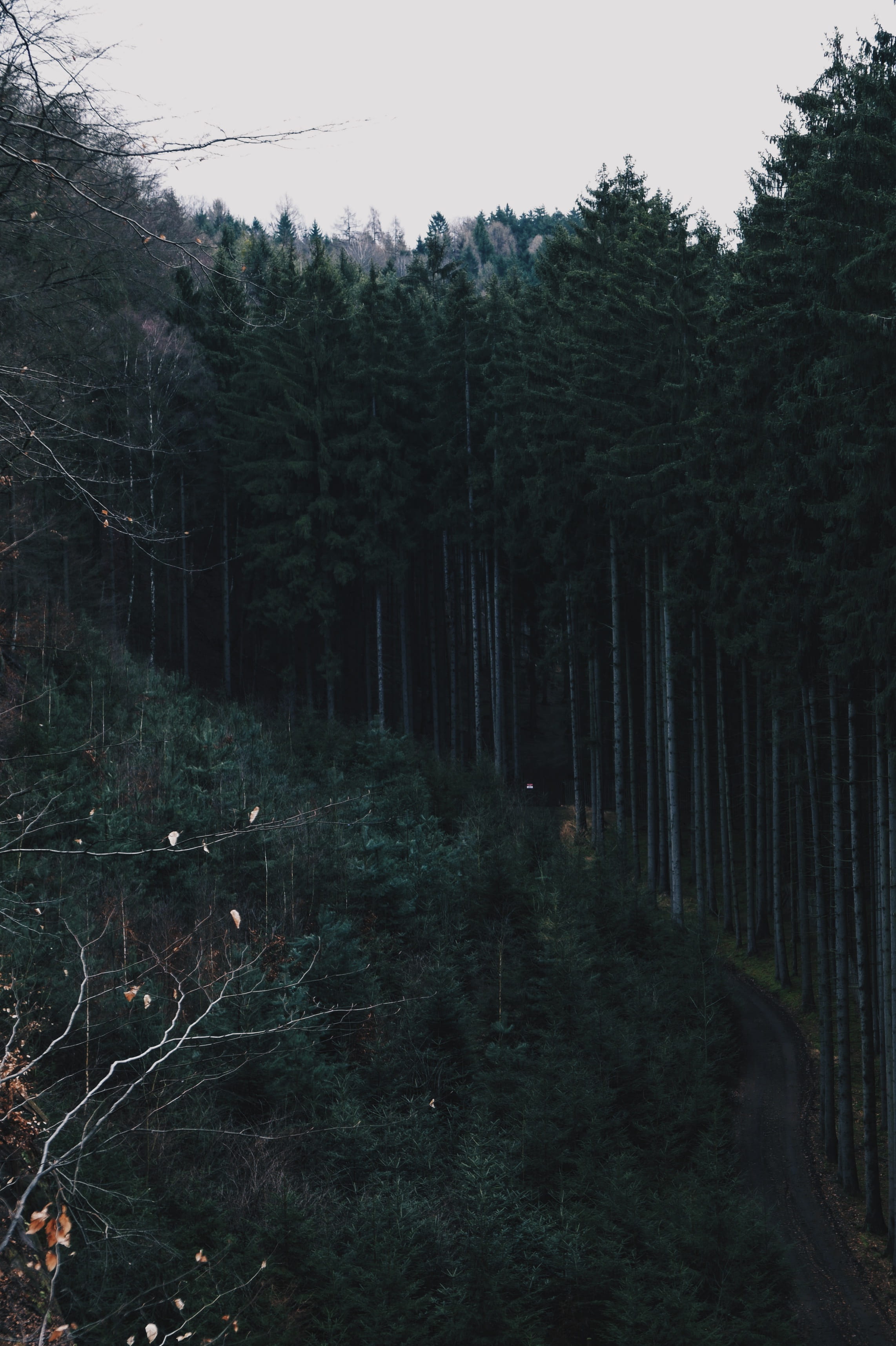 plant, vertical, green color, clear sky, wander, tree, 2K, cesky, nature, forest, woods, ray, non-urban scene, growth, sky, scenics - nature, woodland, Phone HD Wallpaper
