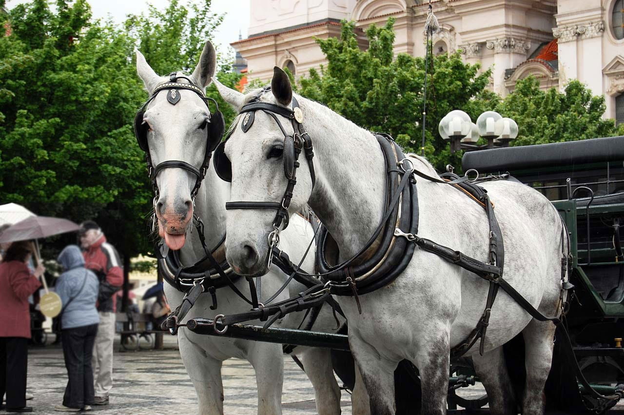 transportation, herbivorous, vertebrate, livestock, animal head, Animal, incidental people, pets, animal wildlife, working animal, city, europe, culture, HD Wallpaper