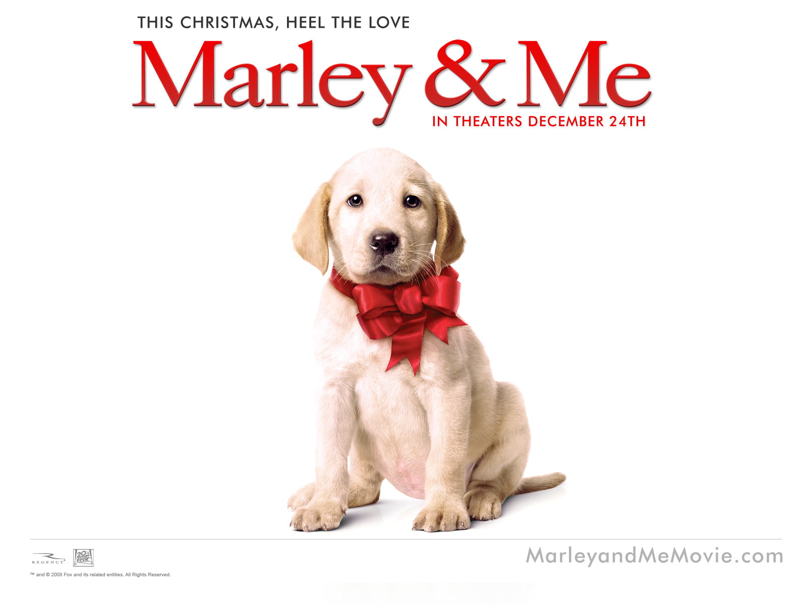 marley, amp, dog, 720P, HD Wallpaper