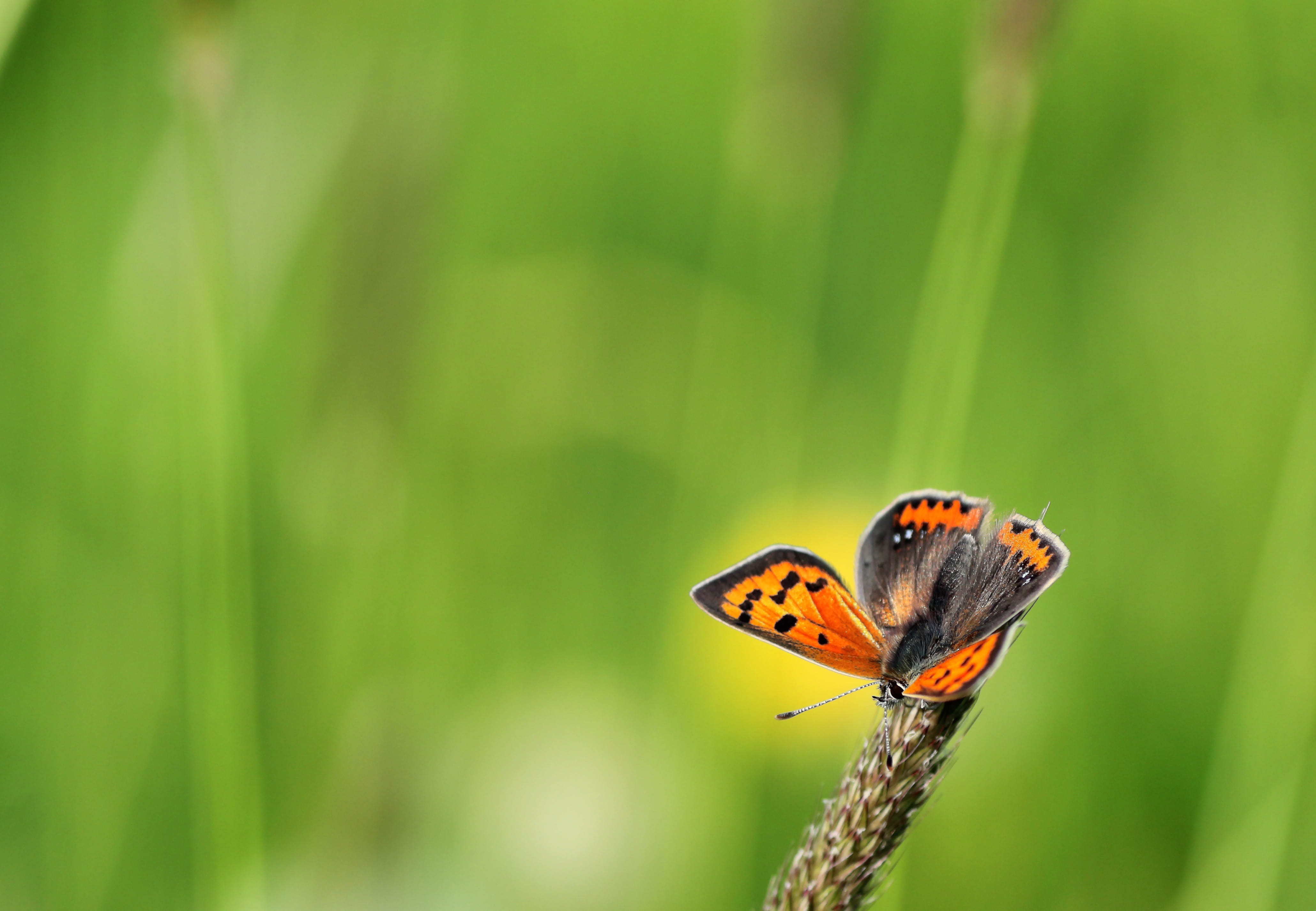 summer, lycaenidae, animal wildlife, small fire falter, pollination, plant, insect, animals in the wild, nature conservation, close up, butterflies, animal themes, HD Wallpaper