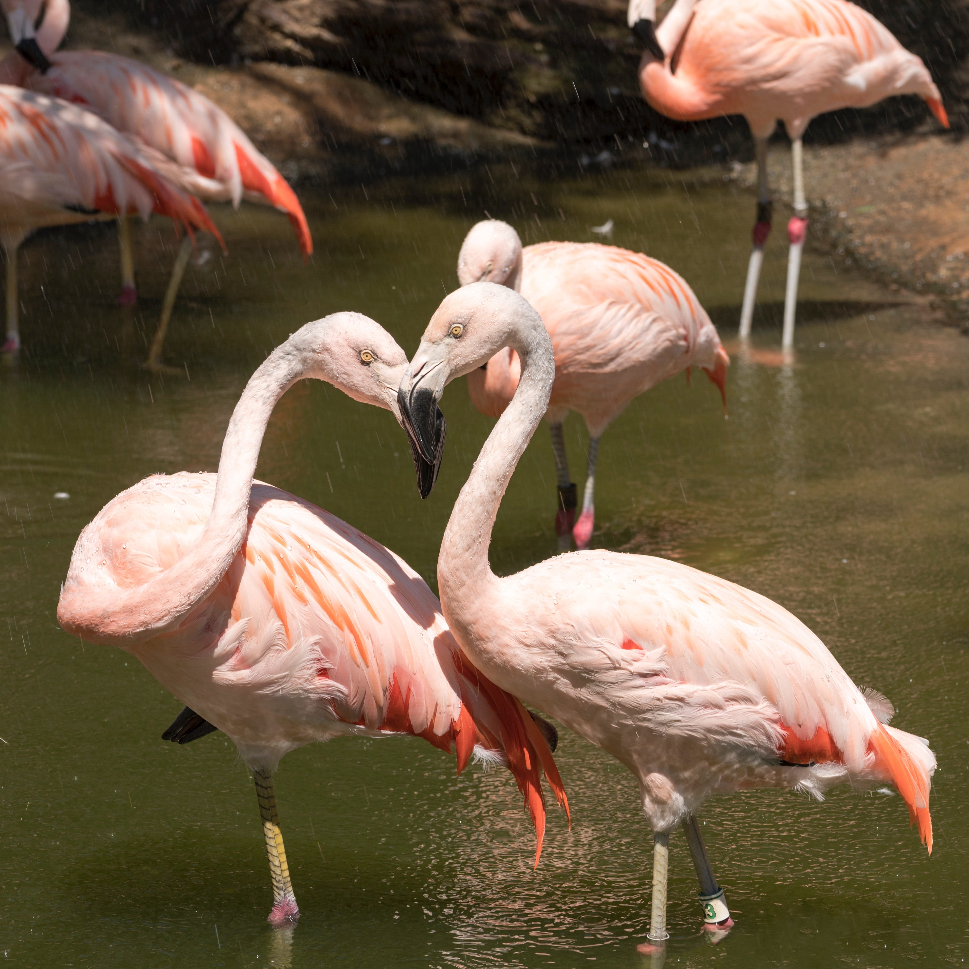 outdoors, colorful, water, beauty, bird, wading, animals in the wild, pink color, sweet, animal wildlife, lake, no people, elegant, animal themes, beauty in nature, Phone HD Wallpaper