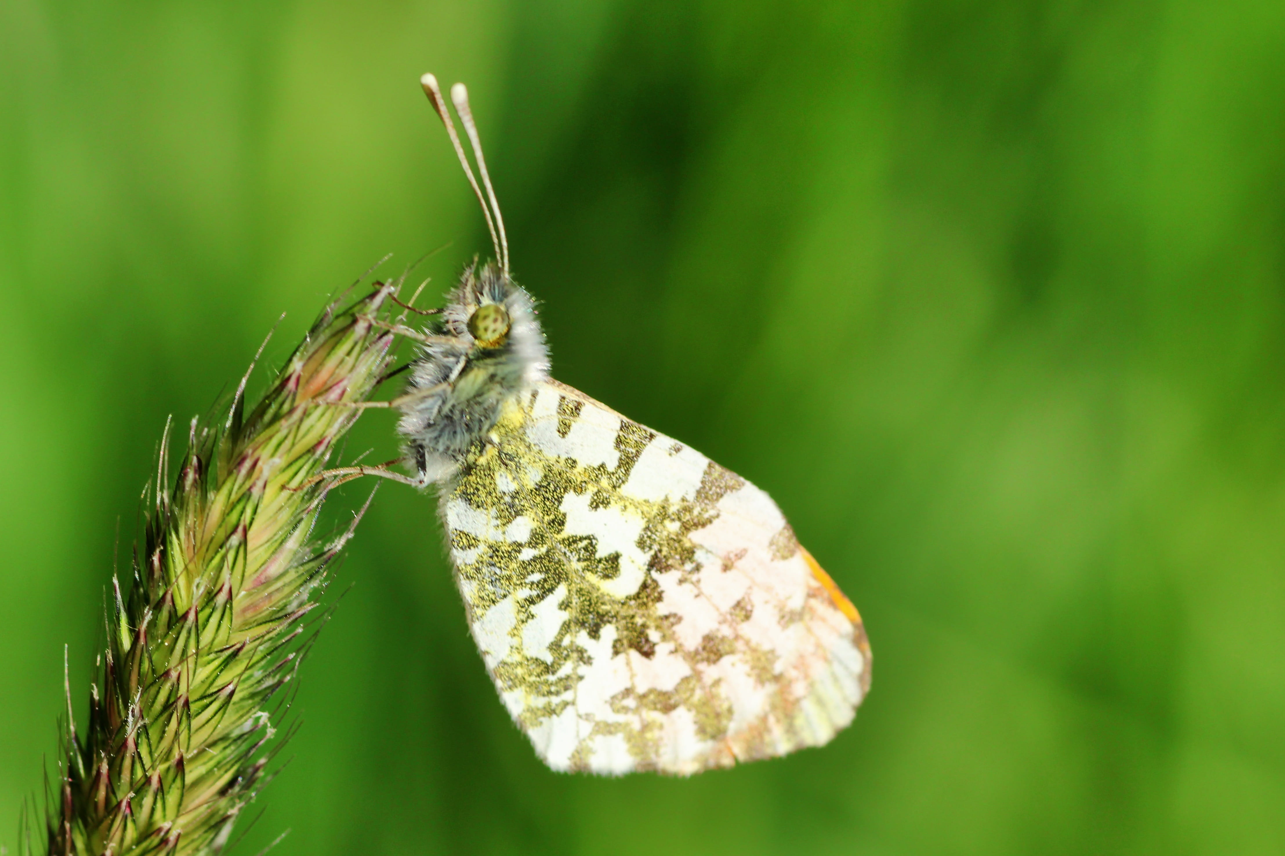 summer, invertebrate, outdoors, environmental protection, green color, close-up, flight insect, aurora butterfly, animal wildlife, fragility, types of die, HD Wallpaper