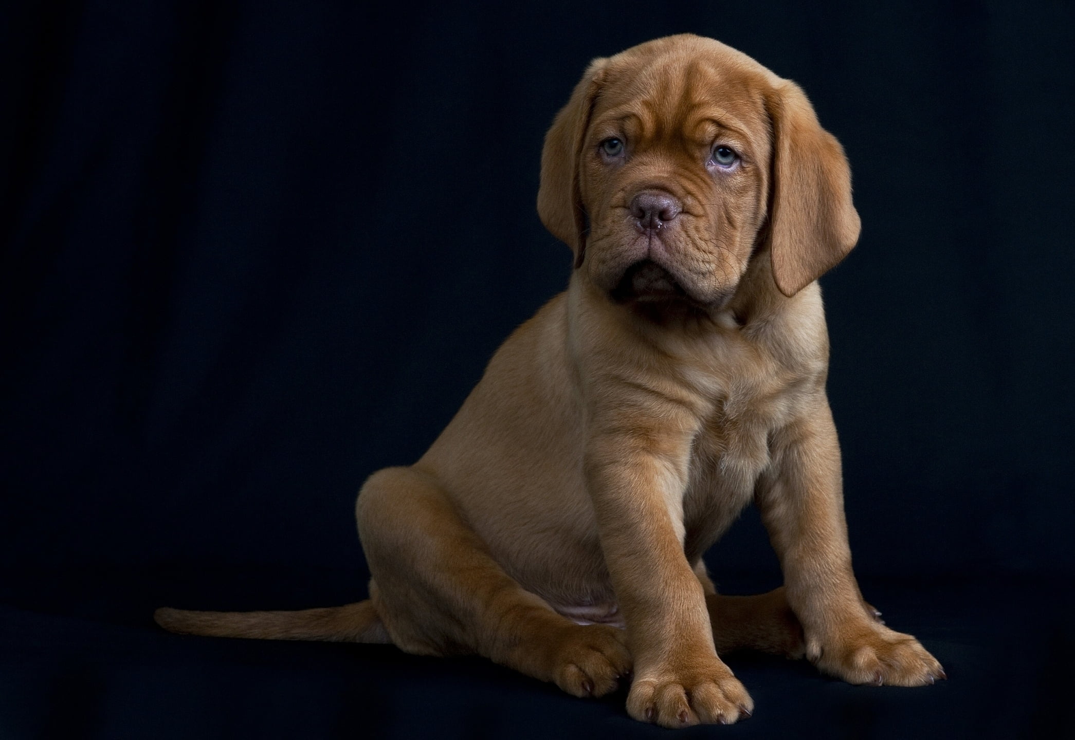 puppy, studio Shot, young Animal, domestic, looking, brown, portrait, sitting, black Background, one Animal, animal themes, no People, copy space, animal head, HD Wallpaper