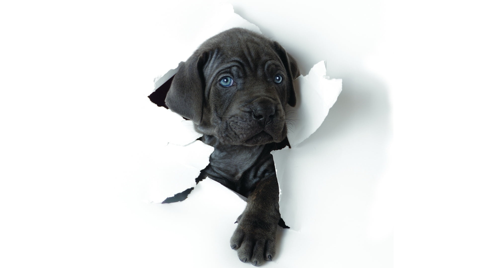 portrait, puppy, young Animal, small, mixed-Breed Dog, cut Out, obedience, illustration, isolated, labrador Retriever, domestic Animals, black, mammal, HD Wallpaper