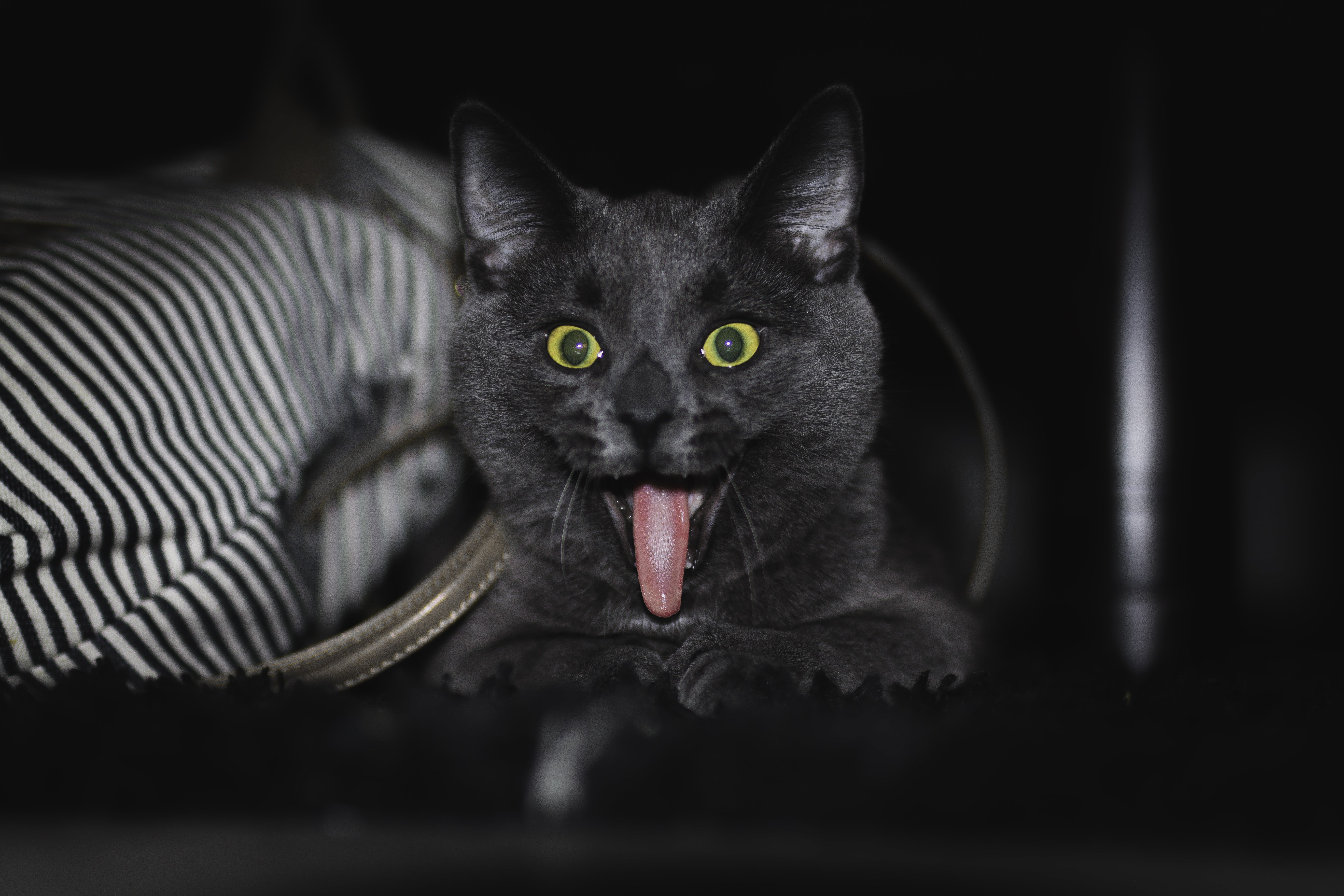 animal, domestic, no people, feline, vertebrate, mouth open, mammal, domestic animals, animal head, animal tongue, toy, domestic cat, animal themes, looking at camera, HD Wallpaper