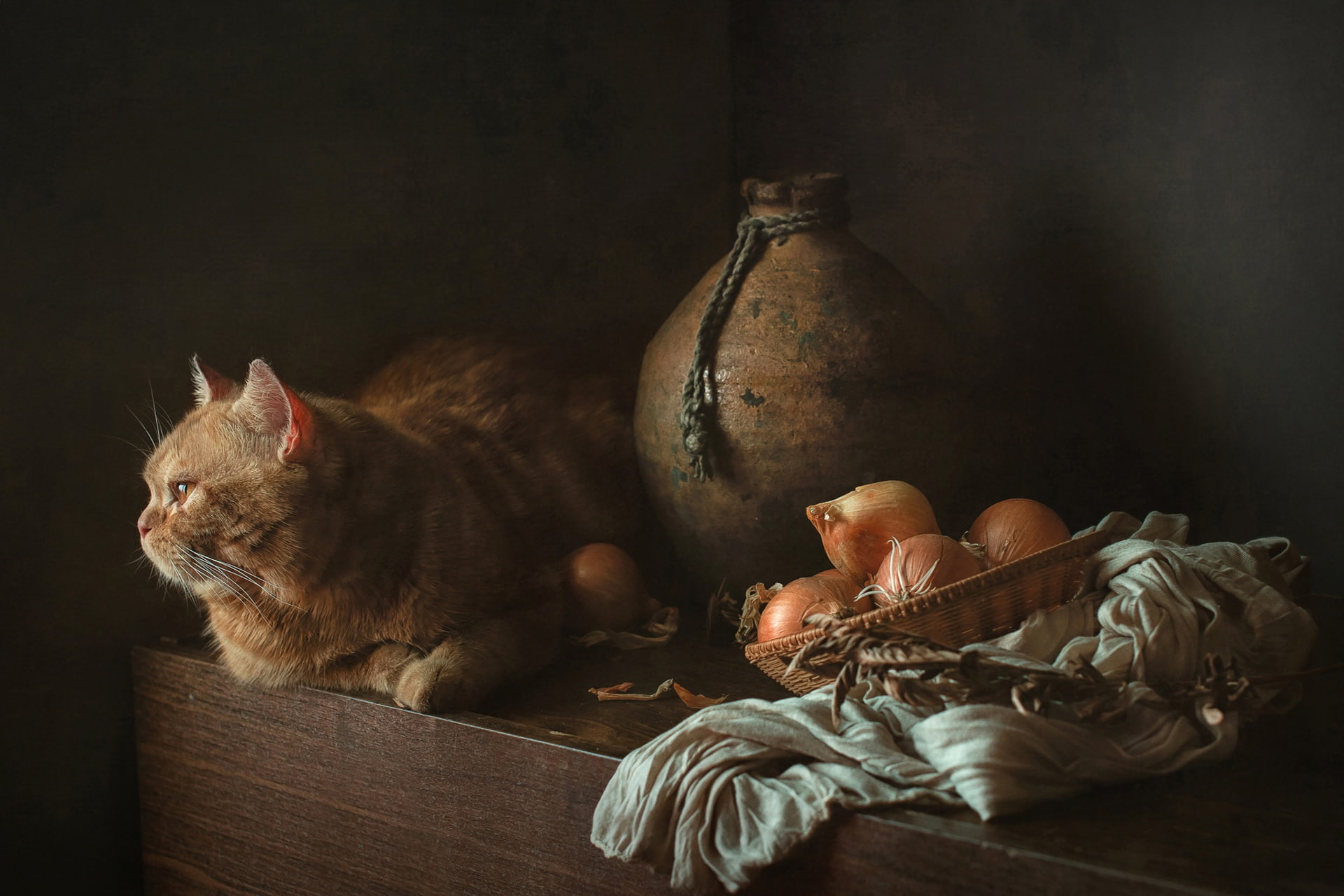 1080P, bow, cat, red cat, pitcher, rag, HD Wallpaper