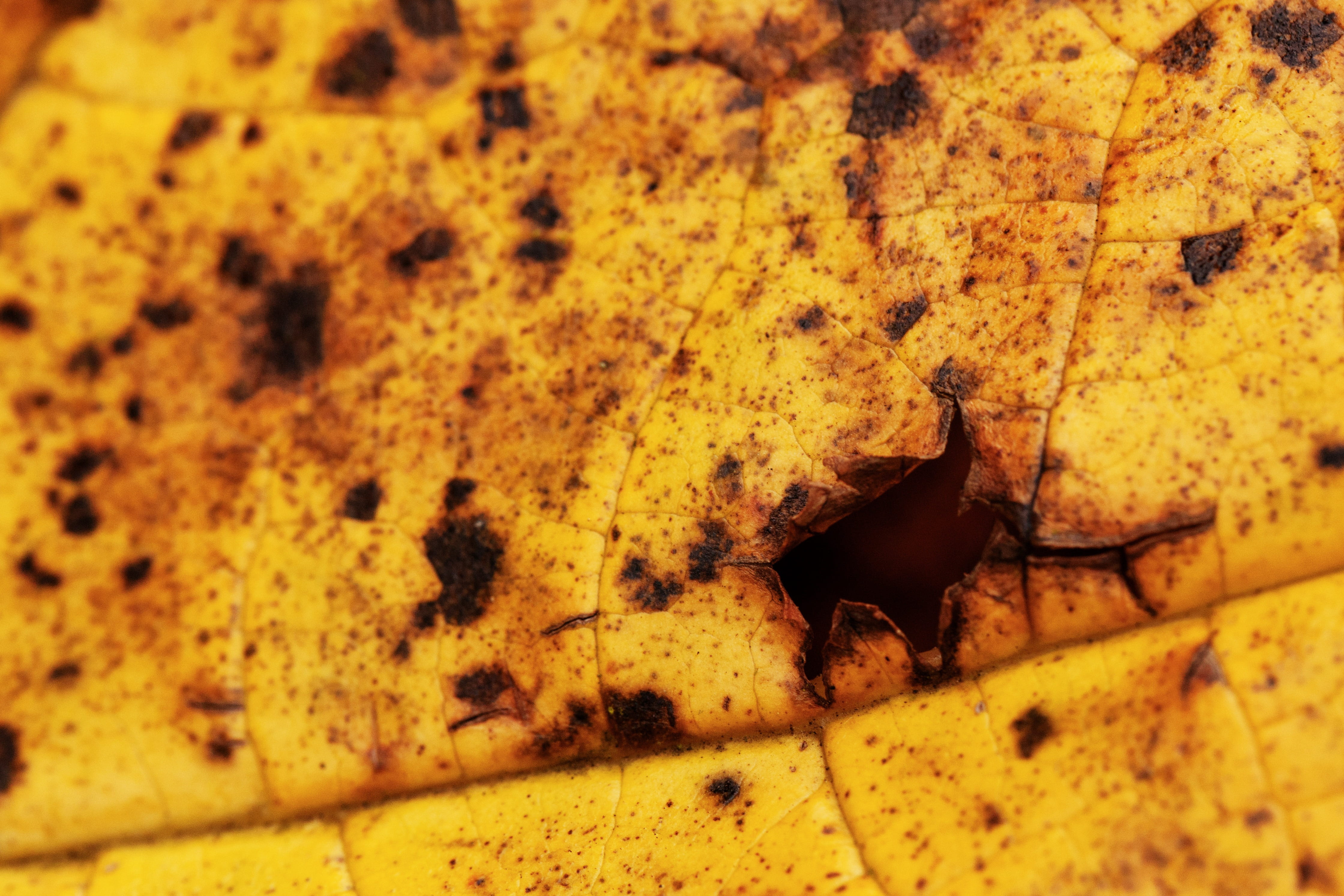 decline, plant part, rusty, pattern, old, 4K, day, yellow, no people, food and drink, animals in the wild, metal, ragged, autumn, vintage, macro, food, HD Wallpaper