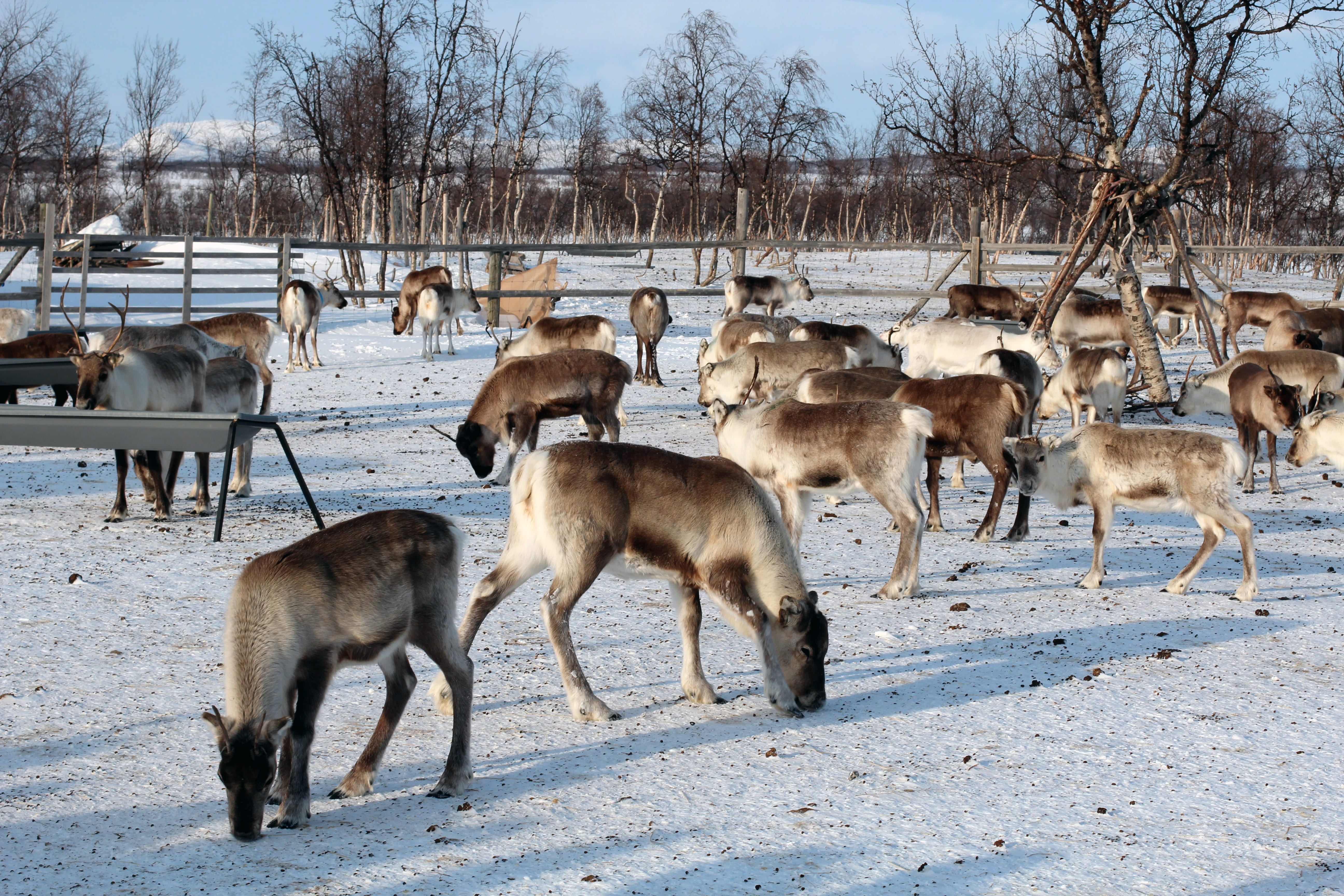 slide, sweden, herbivorous, animals, wintry, cold temperature, snowy, toboggan, domestic animals, mammal, animal, large group of animals, lapland, animal wildlife, HD Wallpaper