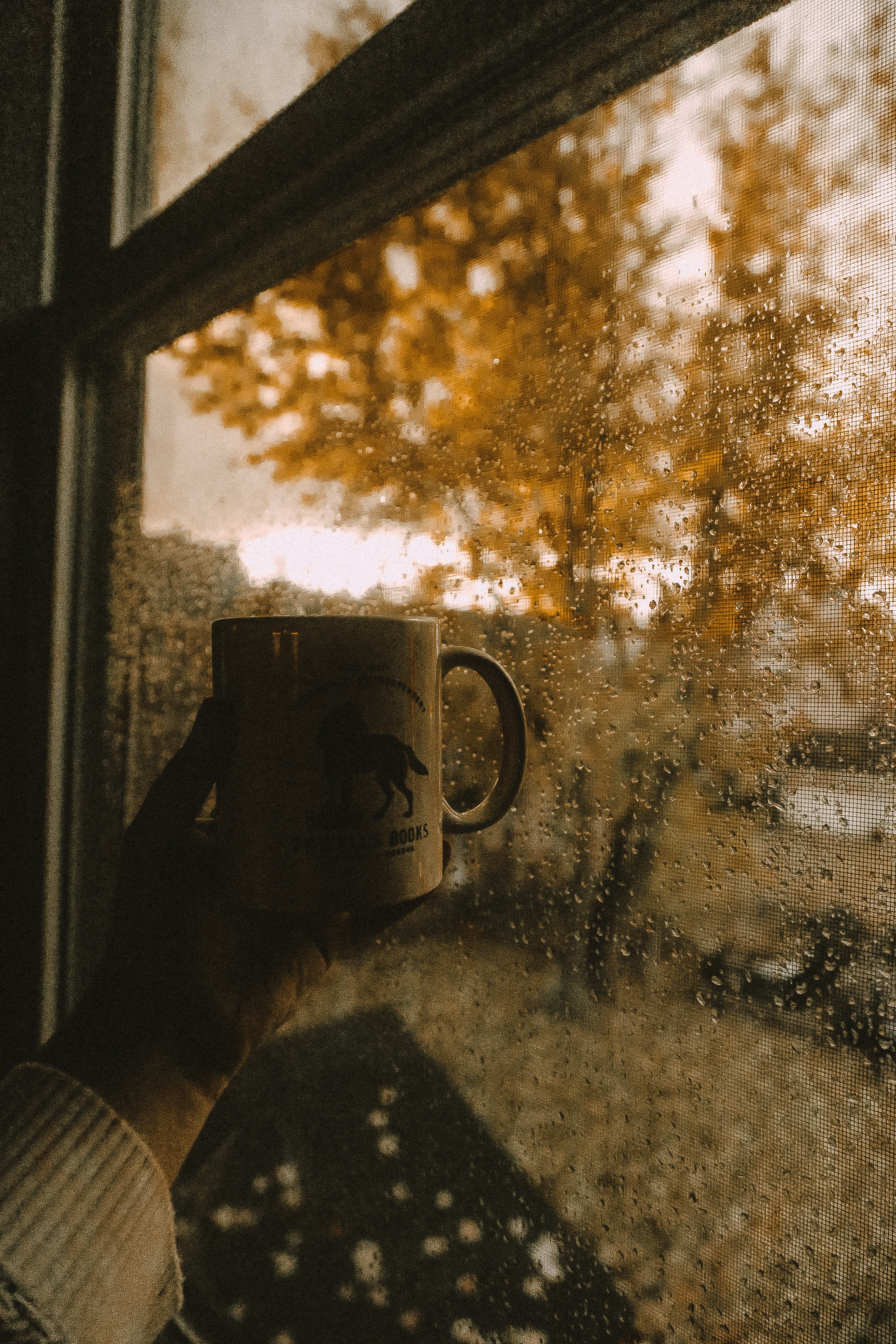 morning, window, photographing, autumn, glass - material, rainy day, transparent, unrecognizable person, coziness, real people, home, hand, fall, activity, Phone HD Wallpaper