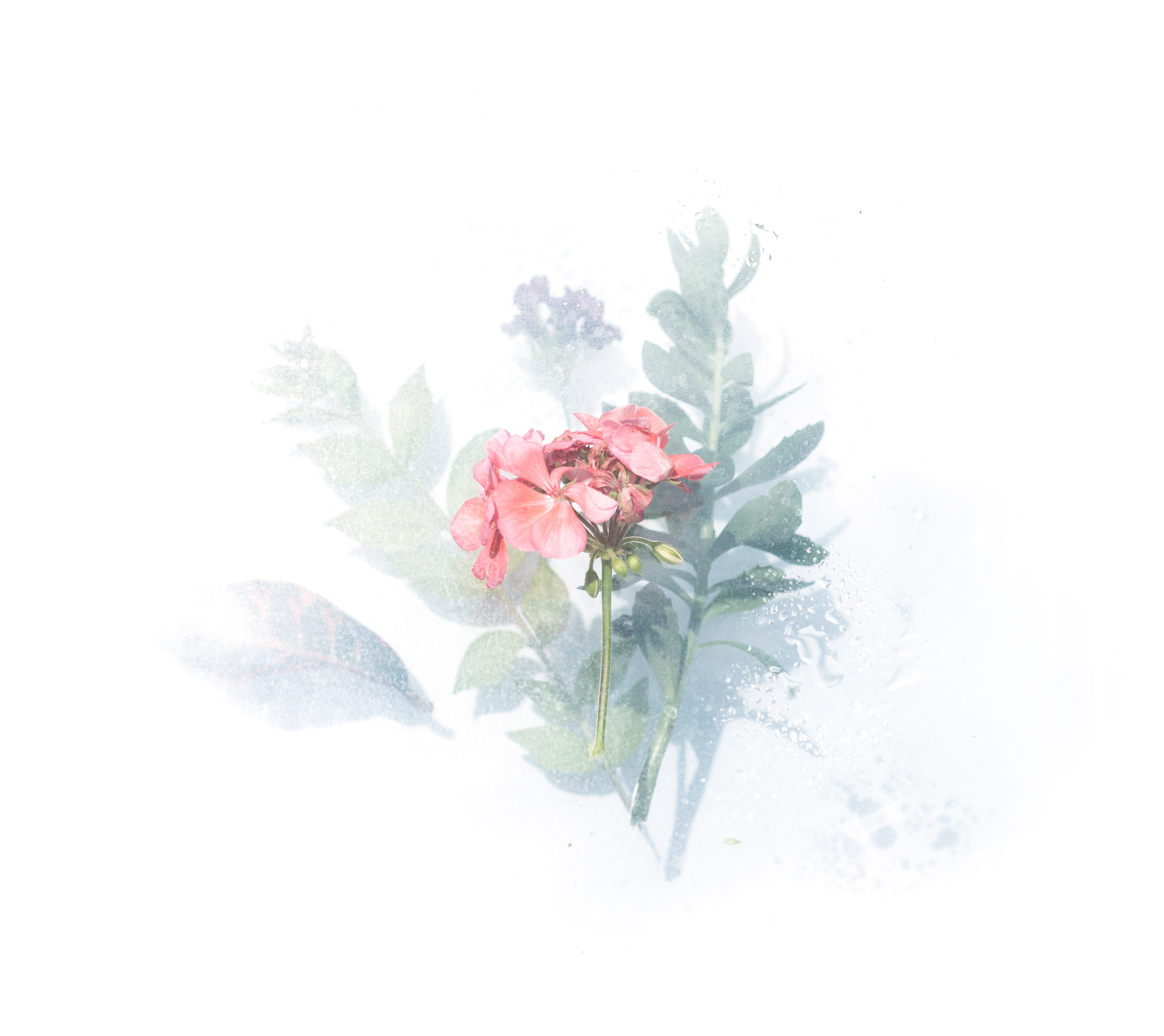 nature, flower Head, illustration, ornate, pastel, digital, watercolor Painting, pink, branch, backgrounds, background, rain, flower, leaves, droplet, isolated, HD Wallpaper