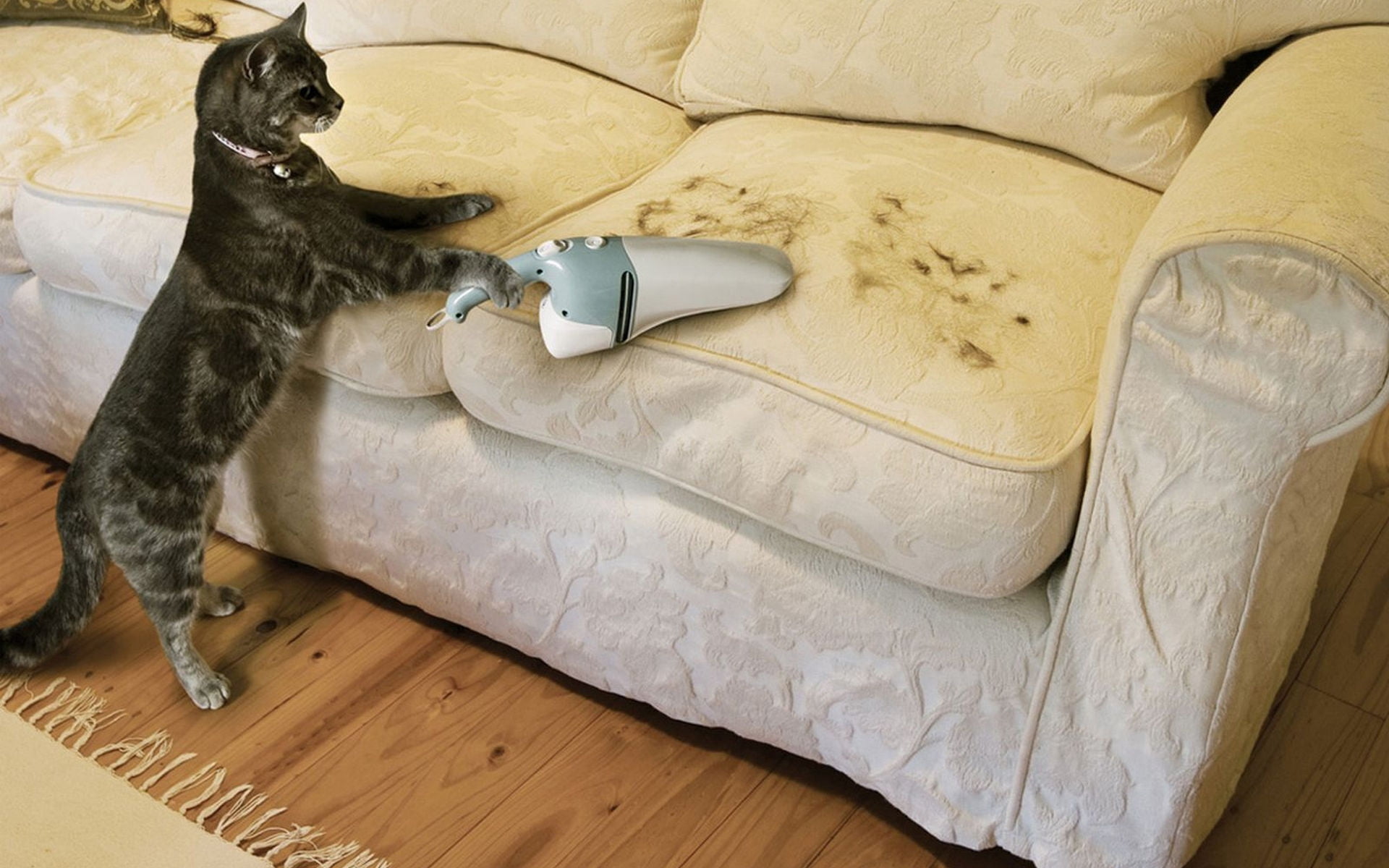 comfortable, home Interior, pets, modern, gray, domestic Cat, no People, brown, sleeping, hair, one animal, cute, cushion, flooring, domestic Animals, wood, HD Wallpaper