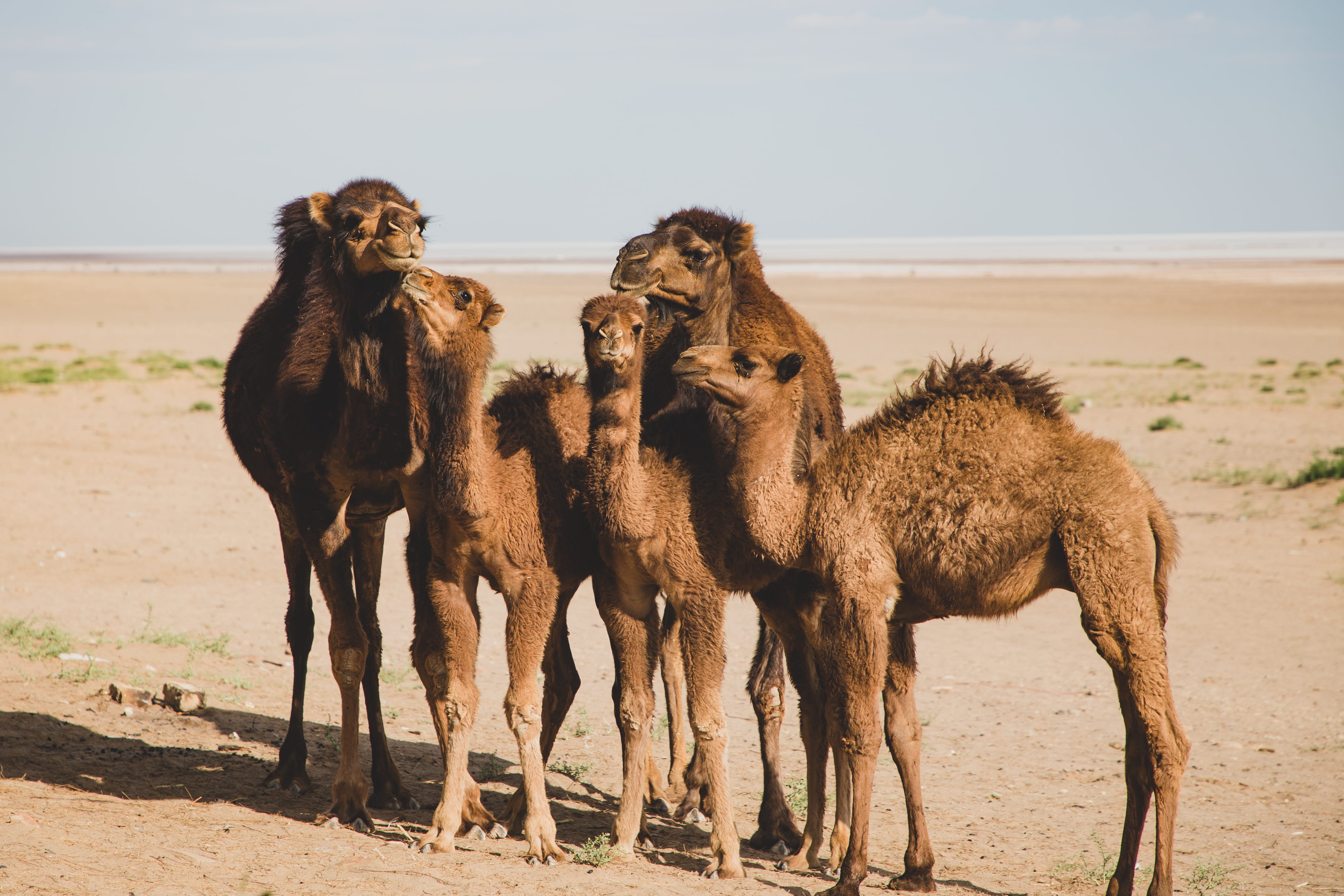 domestic, nature, domestic animals, herbivorous, sunlight, two animals, no people, aran o bidgol, group of animals, iran, camels, isfahan province, vertebrate, HD Wallpaper
