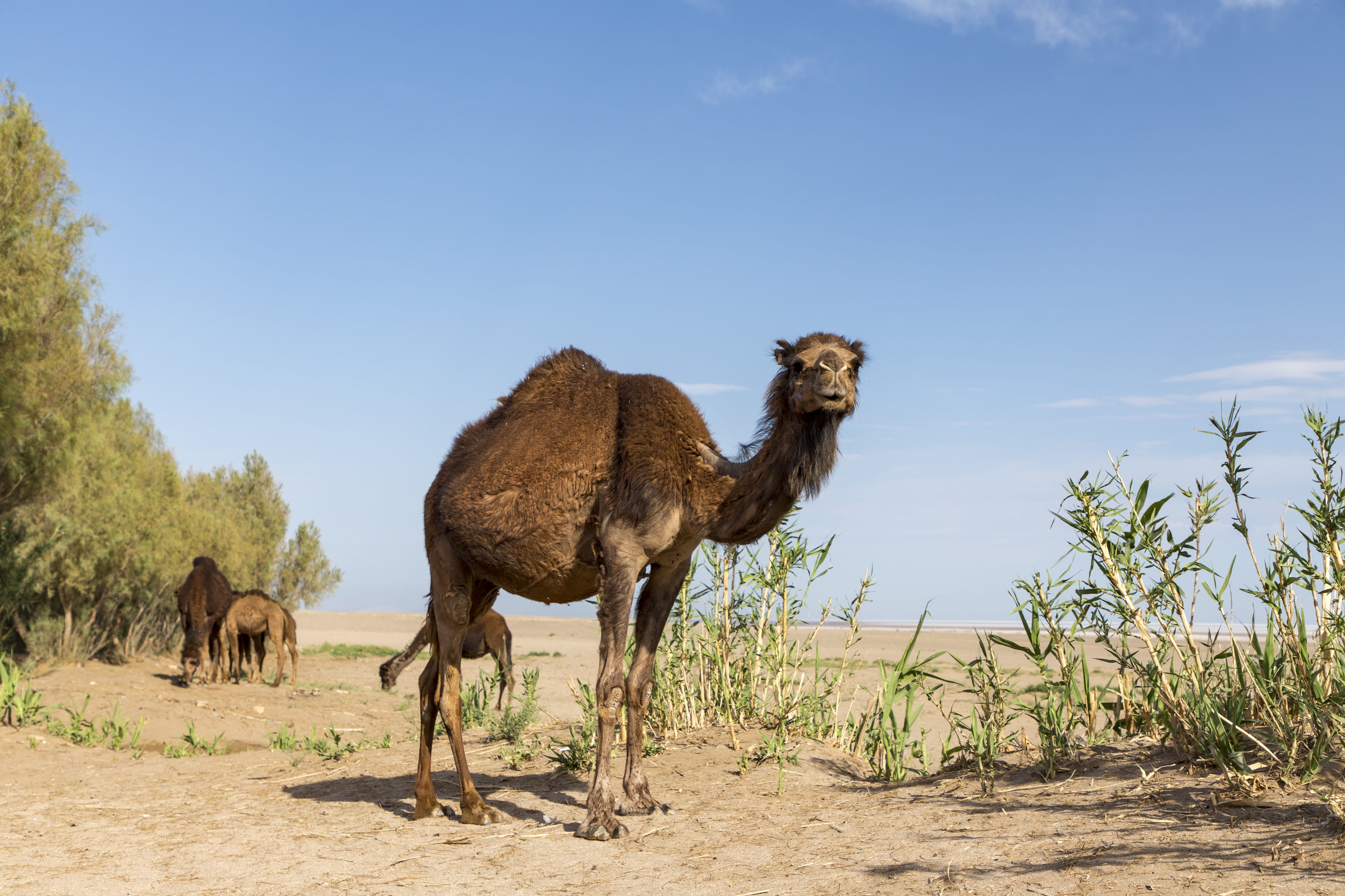 flora, palm tree, animal, domestic, 5K, domestic animals, environment, sky, herbivorous, nature, iran, daytime, isfahan province, group of animals, plant, HD Wallpaper