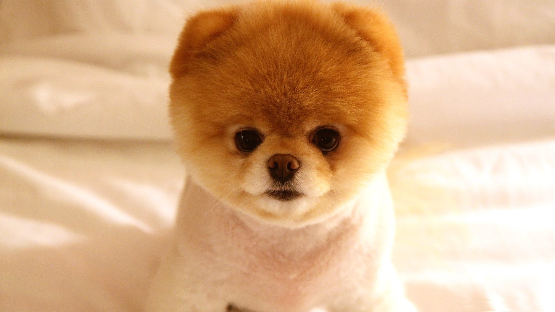 4k cut animal, Cute, puppy, 1080P, Boo Dog, 1920x1080, HD Wallpaper