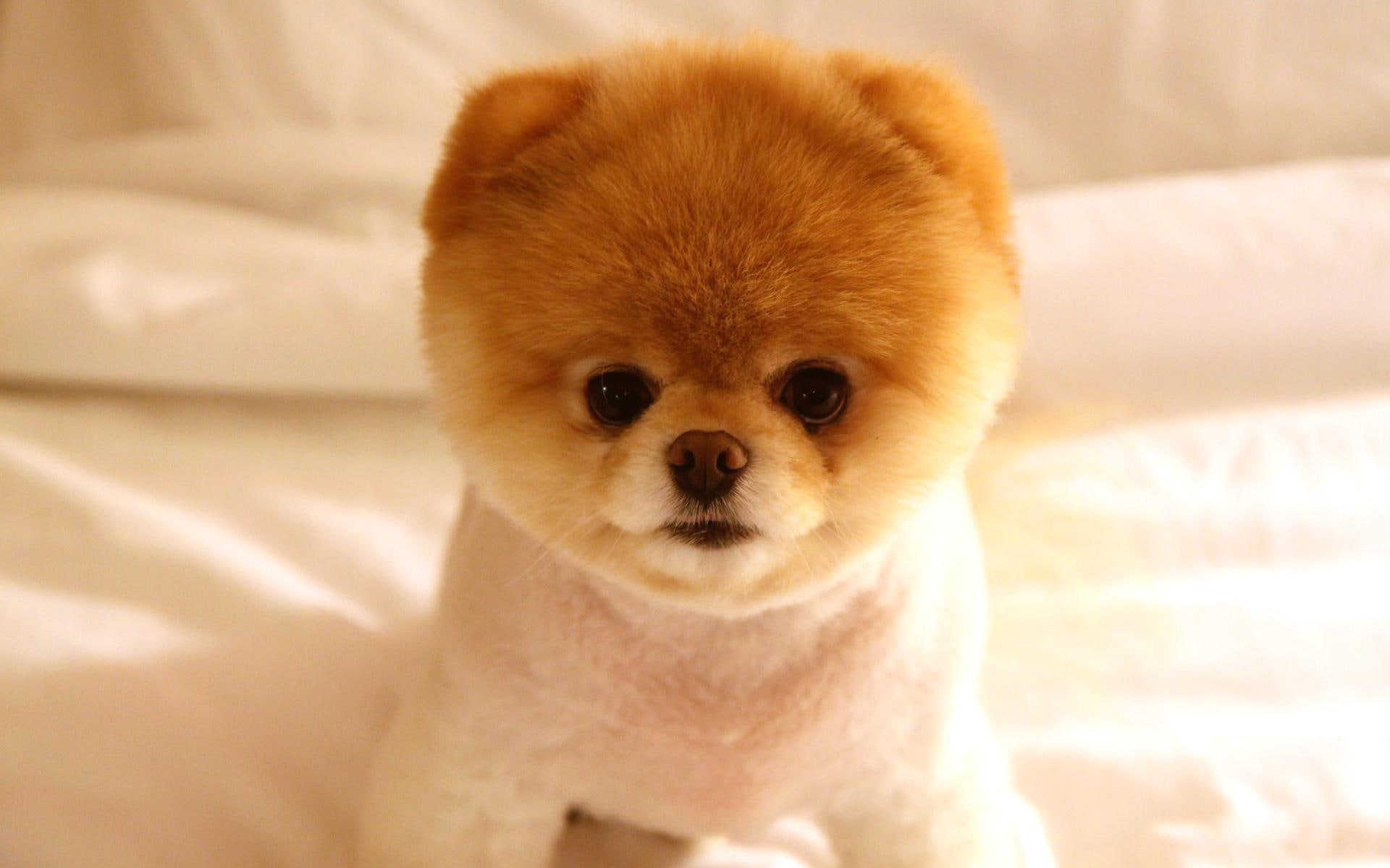 cute animals, 1080P, dog, cute, boo, HD Wallpaper