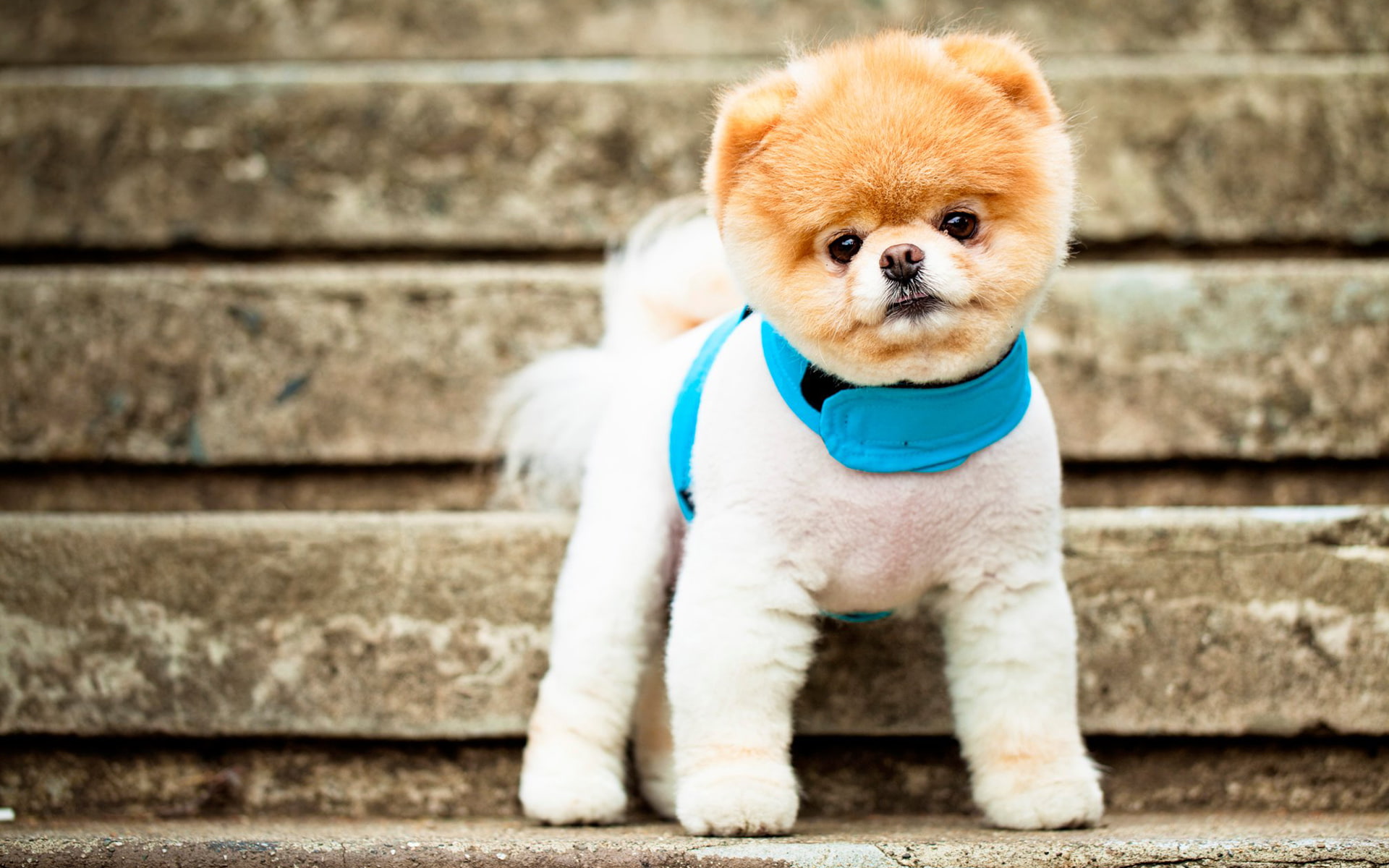 dog, boo, cutest, 1080P, HD Wallpaper