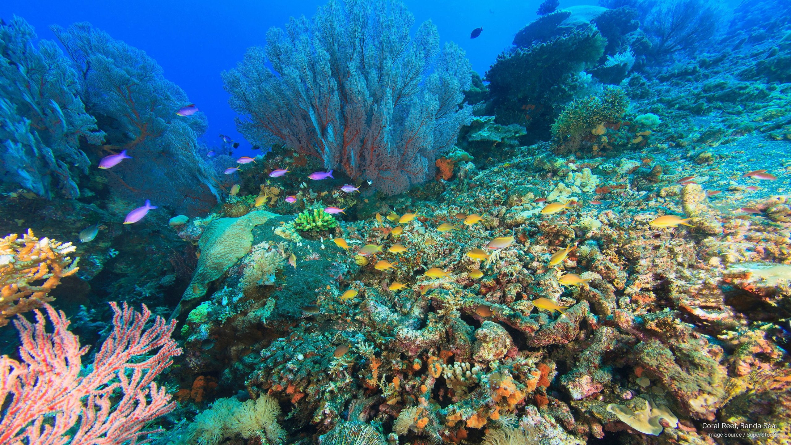 sea, reef, 2K, coral, banda, Ocean Life, HD Wallpaper