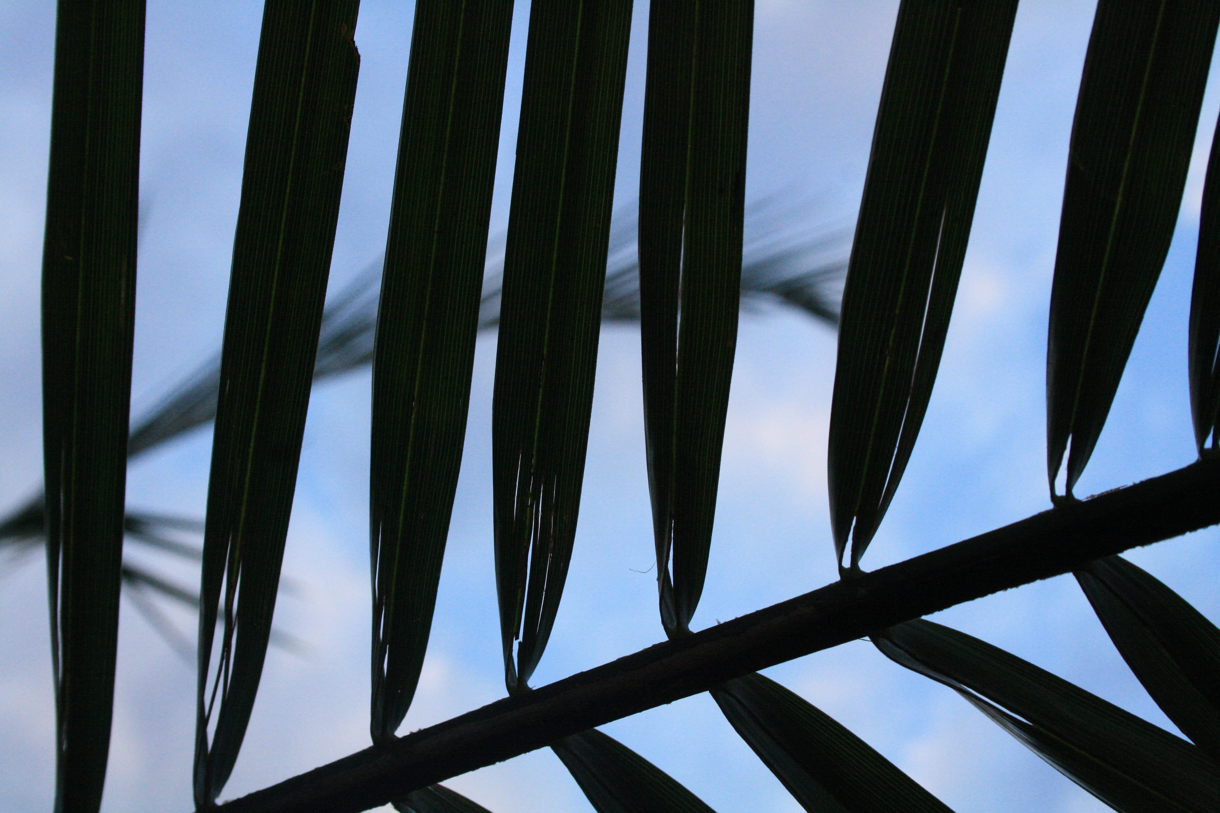 tree, teal, pattern, sky, plants, outdoors, built structure, plant, silhouette, metal, cloud - sky, nature, low angle view, visual, beauty in nature, kelon banda, HD Wallpaper