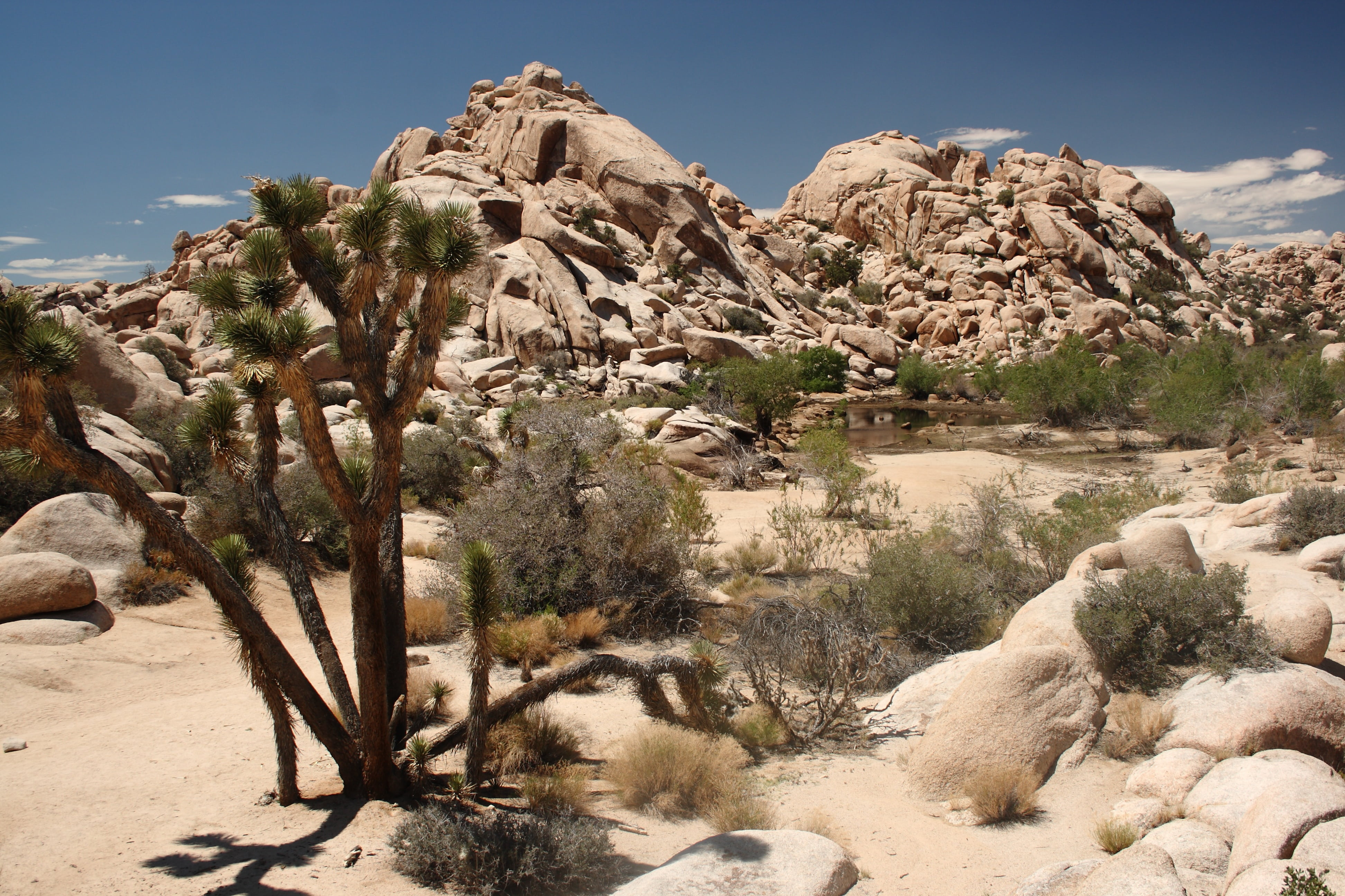 semi-arid, no people, big horn, nature, climate, rock - object, environment, california, day, 4K, scenics - nature, sunlight, usa, eroded, joshua tree, HD Wallpaper