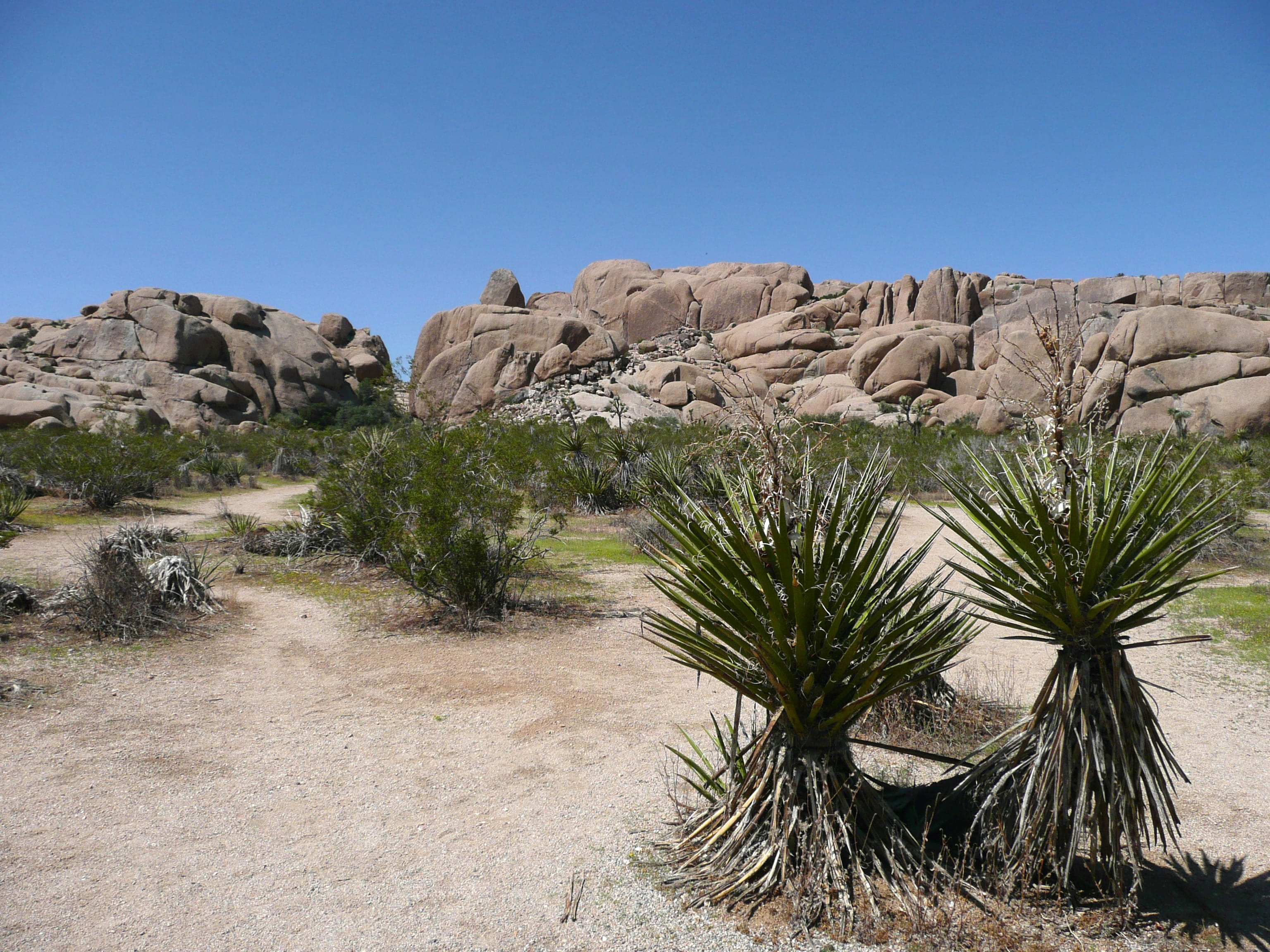 joshua, scenery, eroded, scenics - nature, clear sky, california, Landscape, rock formation, park, tourist attraction, nature, environment, palm tree, semi-arid, HD Wallpaper