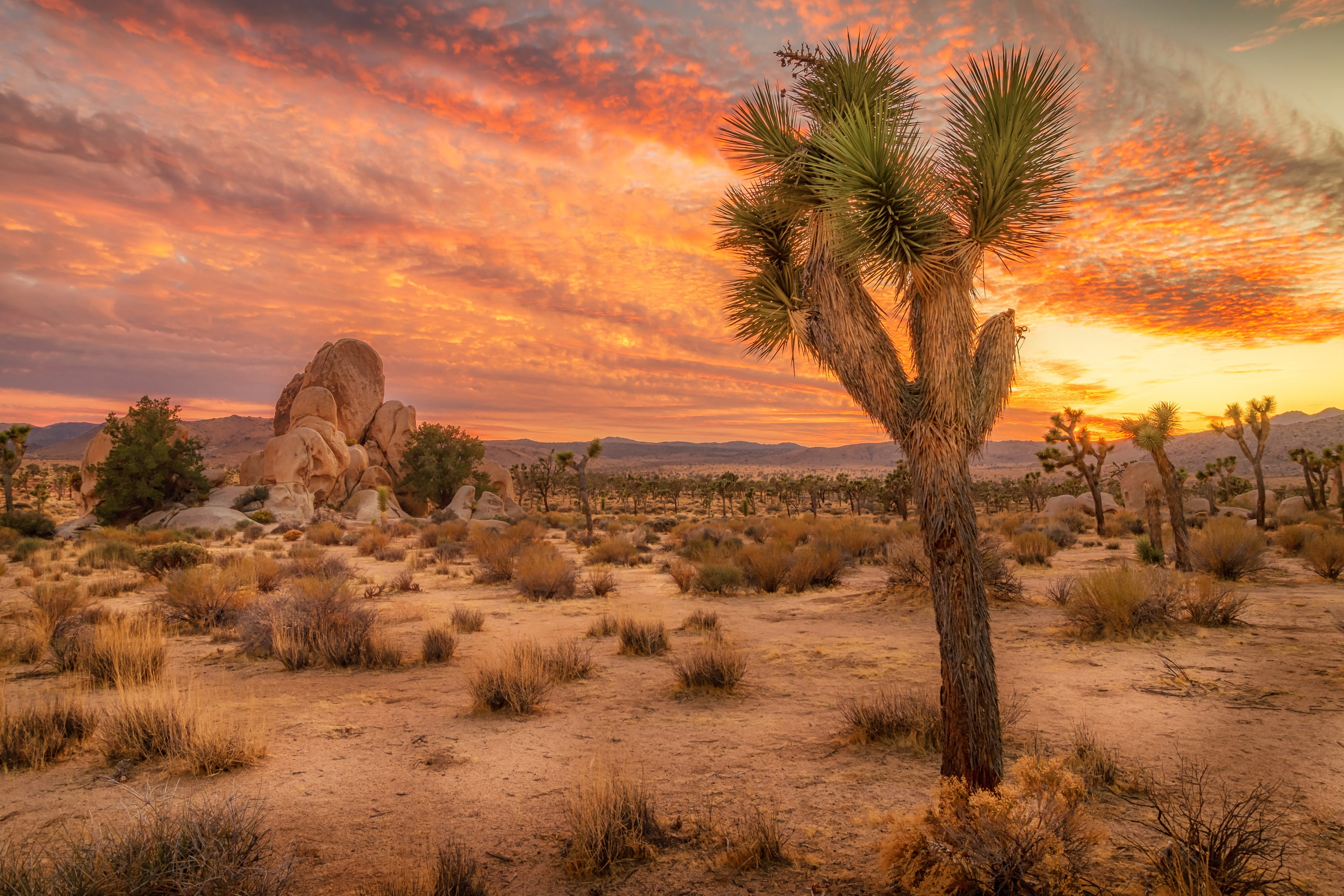 Joshua Tree National Park, sunset, the bushes, sand, desert, USA, CA, trees, stones, the sky, 2K, clouds, HD Wallpaper