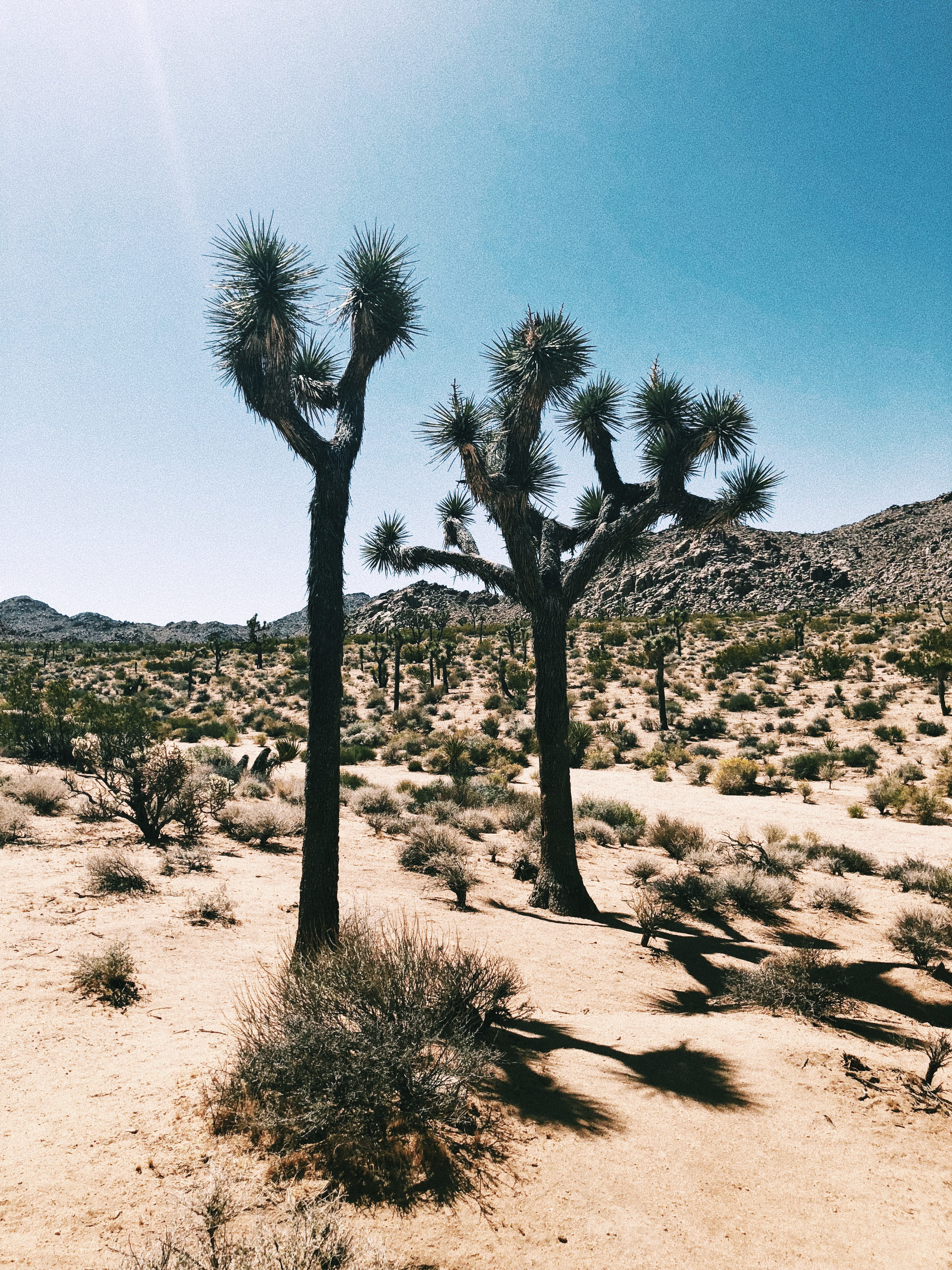 united states, land, climate, road, landscape, conifer, minimal, palm tree, savanna, vegetation, sky, dirt road, desert, beauty in nature, gravel, outdoors, Phone HD Wallpaper