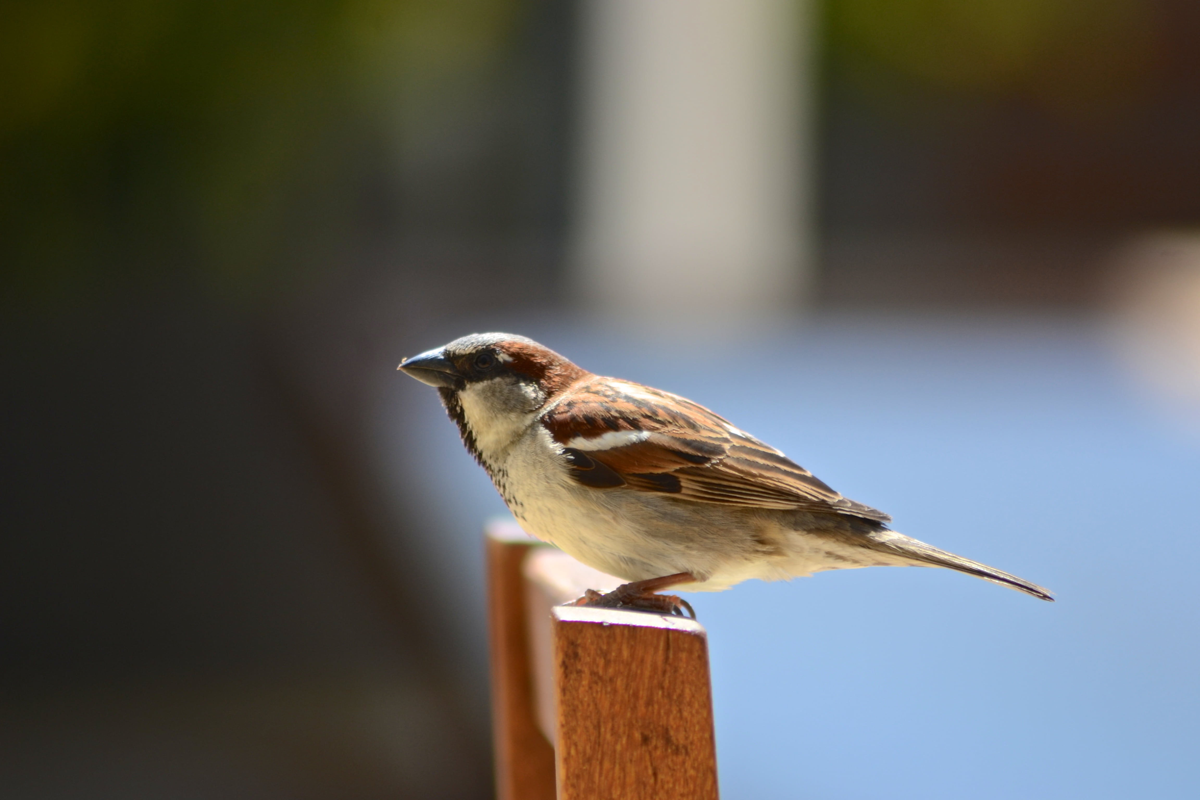 Little Bird, marcro, 4K, white, animal, wooden chair, standing, brown, chair, Home, mexico, outdoors, bird, sparrow, nature, photography, wildlife, beak, HD Wallpaper