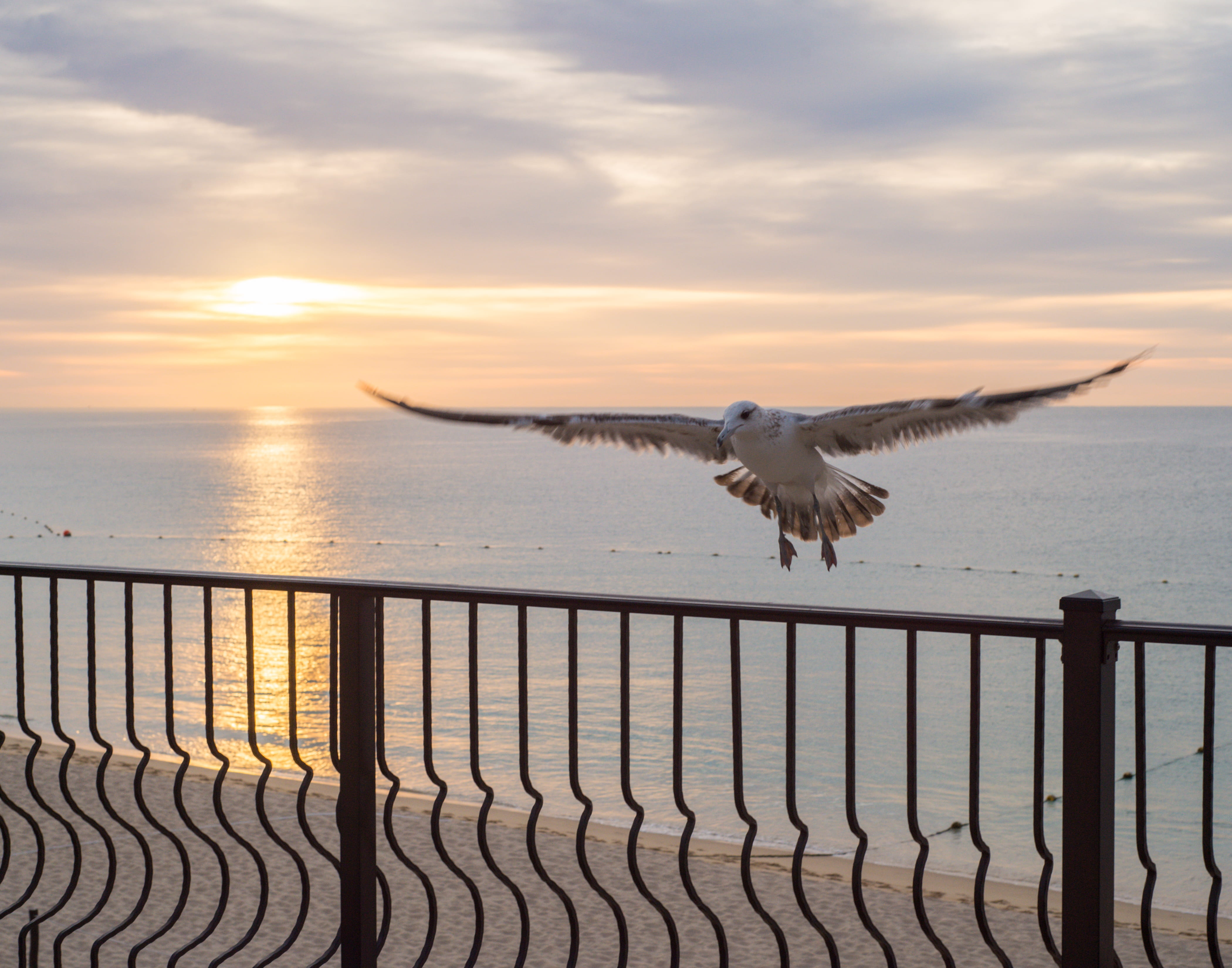 mexico, bird, sunset, animal wildlife, birds, animal, one animal, no people, sea, railing, animals in the wild, spread wings, cloud - sky, 4K, cabo san lucas, HD Wallpaper