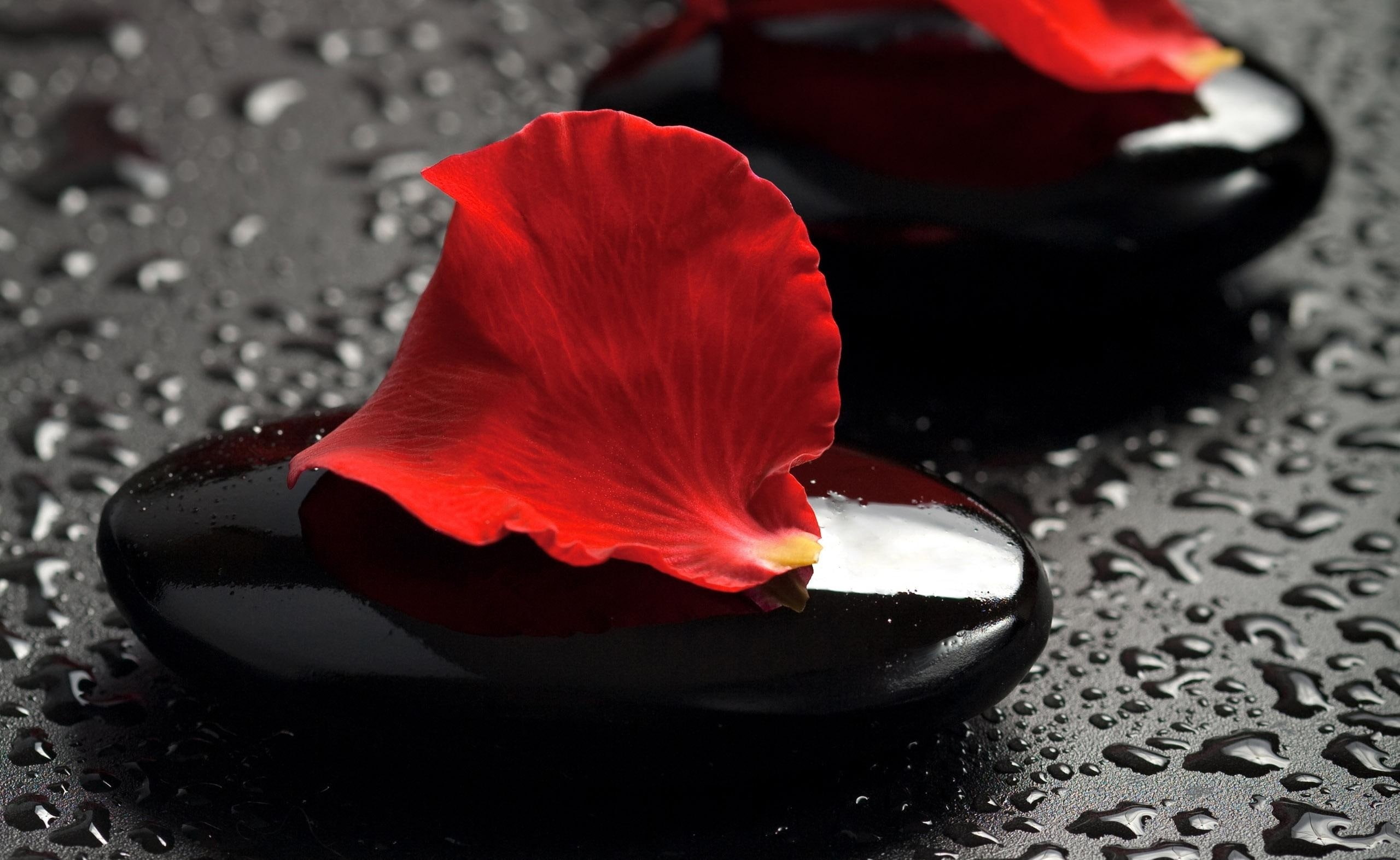 nature, Aero, wet, massage, food, selective focus, petal, flower, zen, Stones, no people, focus on foreground, close-up, Petals, animal, Rose, freshness, HD Wallpaper
