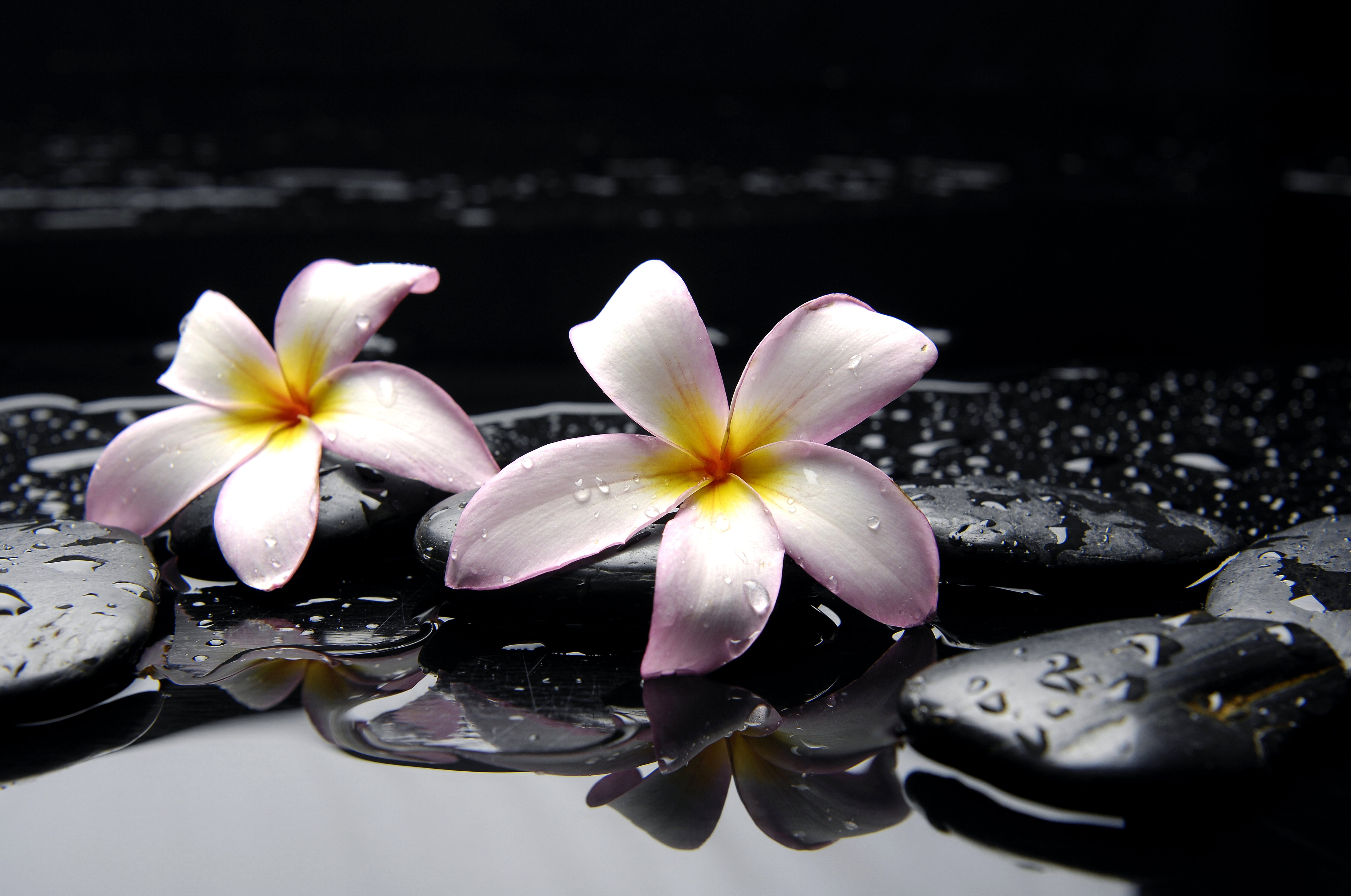 massaging, black, freshness, summer, purity, flowers, leaf, tropical Climate, relaxation, pebble, growth, no people, purple, outdoors, wet, rock - Object, HD Wallpaper