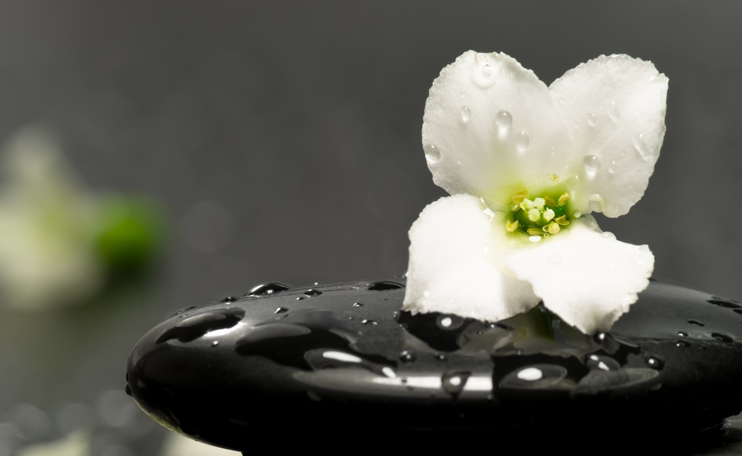 dairy product, ready-to-eat, Stones, studio shot, petaled, indoors, zen, white, massage, sweet, temptation, french food, dessert, food, water, stone, black, HD Wallpaper