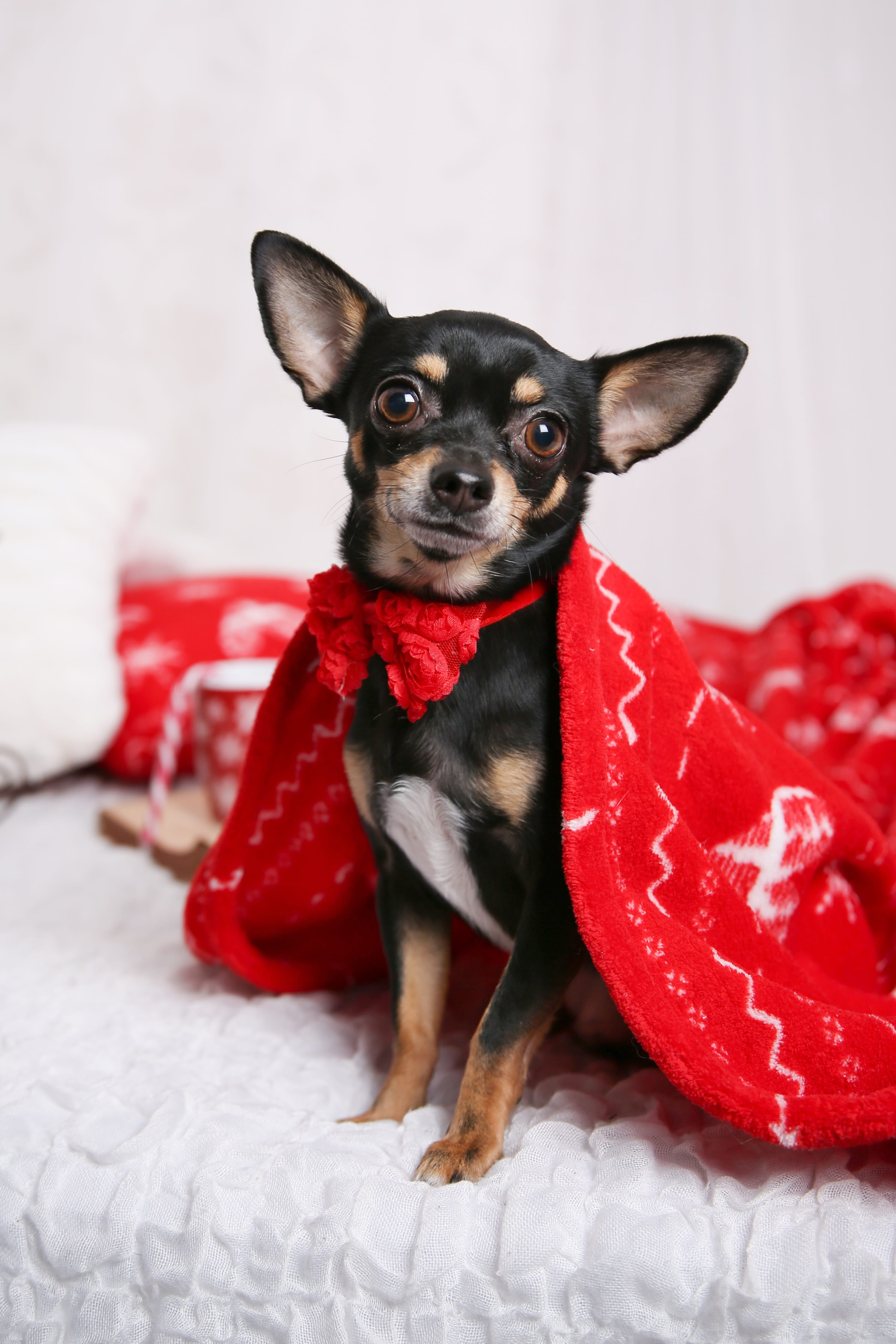 4K, domestic, animal themes, dog, chihuahua - dog, christmas, sitting, indoors, gifts, vertebrate, animal, no people, animal head, small, domestic animals, Phone HD Wallpaper