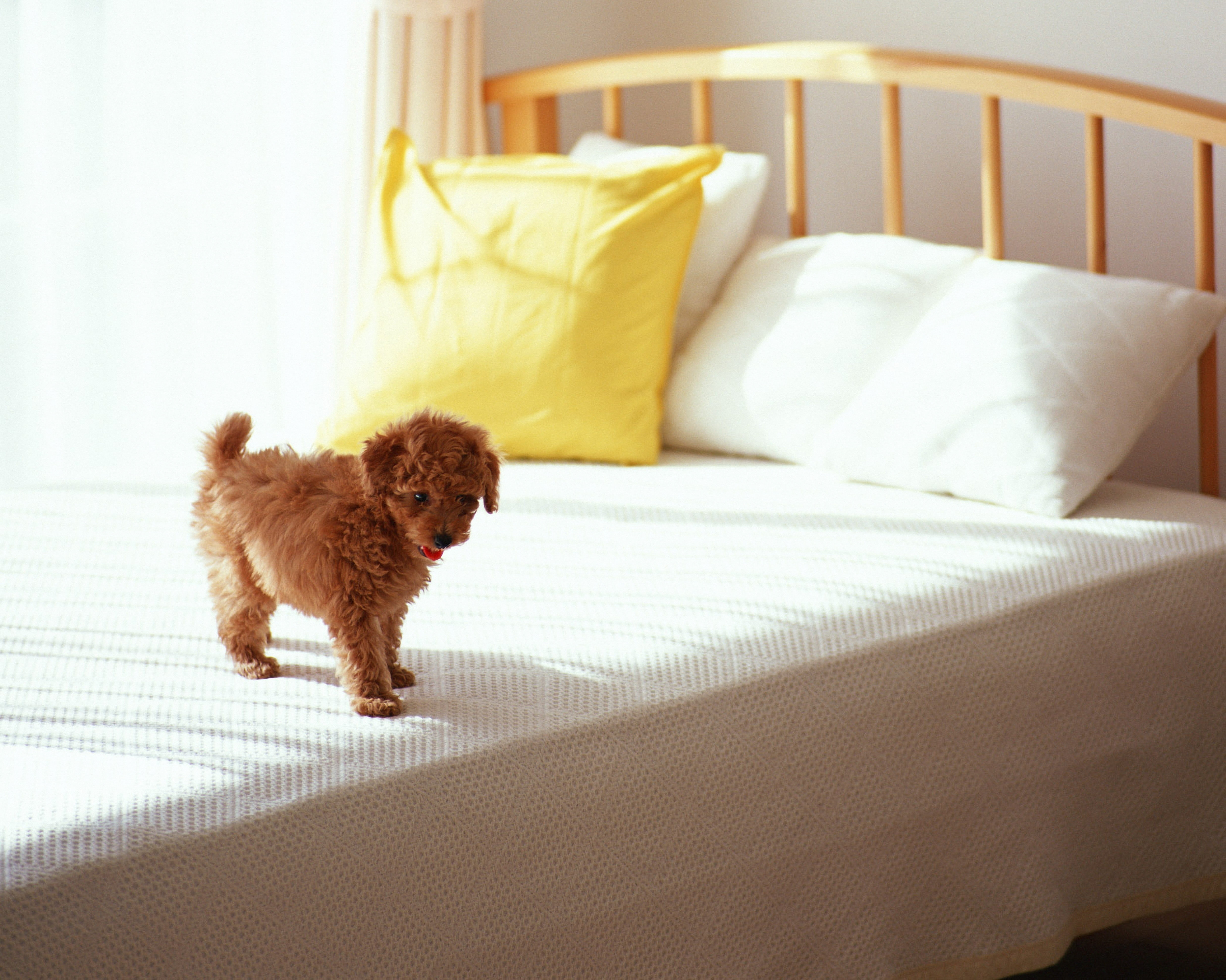 mammal, home Interior, poodle, domestic Animals, curls, teddy Bear, relaxation, 4K, toy, bedroom, furniture, apartment, sleeping, domestic, sitting, comfortable, HD Wallpaper