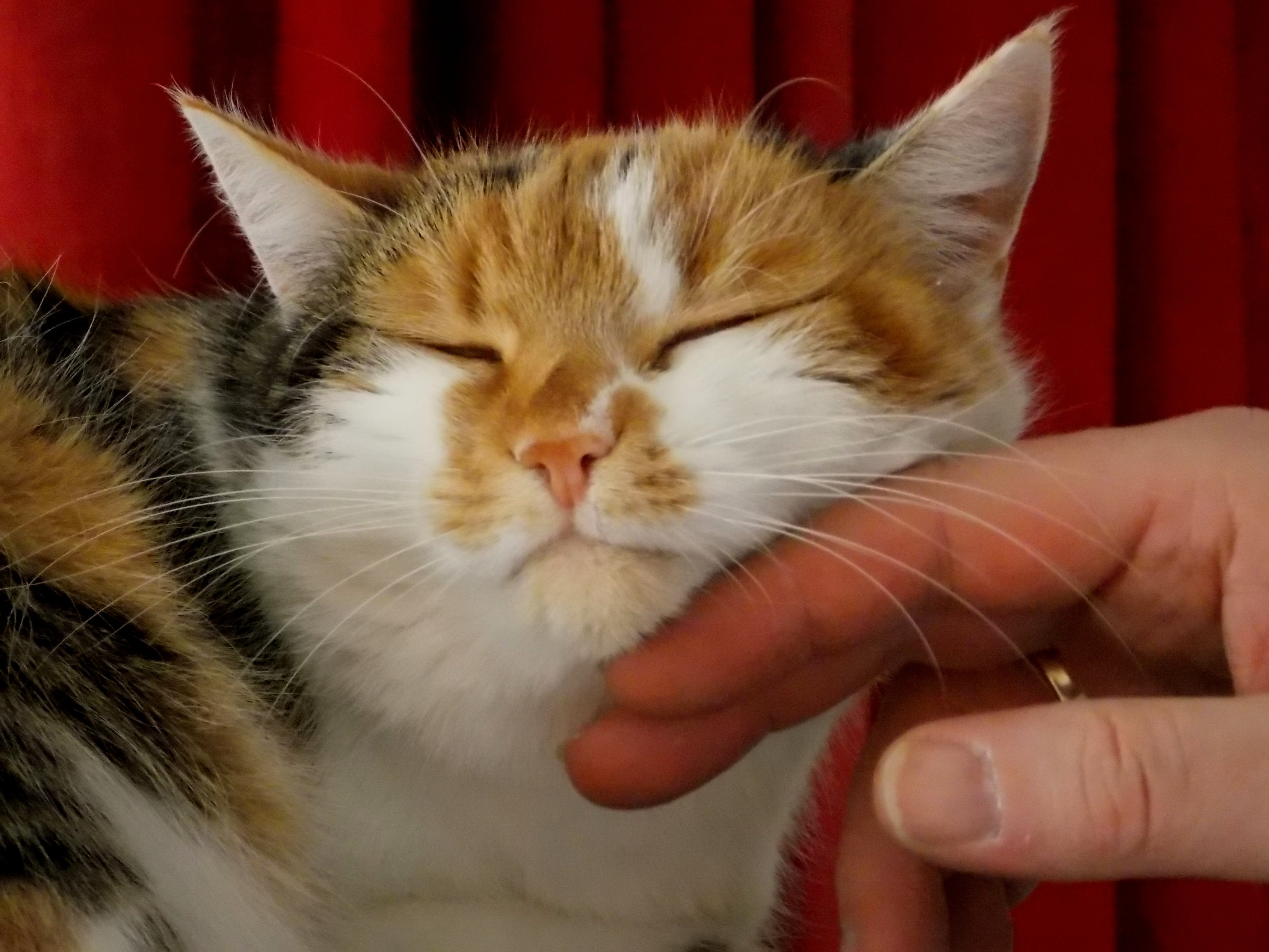 enjoy, human hand, sweet, animal head, human body part, pets, ears, beard hair, lucky cat, three coloured, body part, 4K, pampering, stroke, whisker, animal, HD Wallpaper