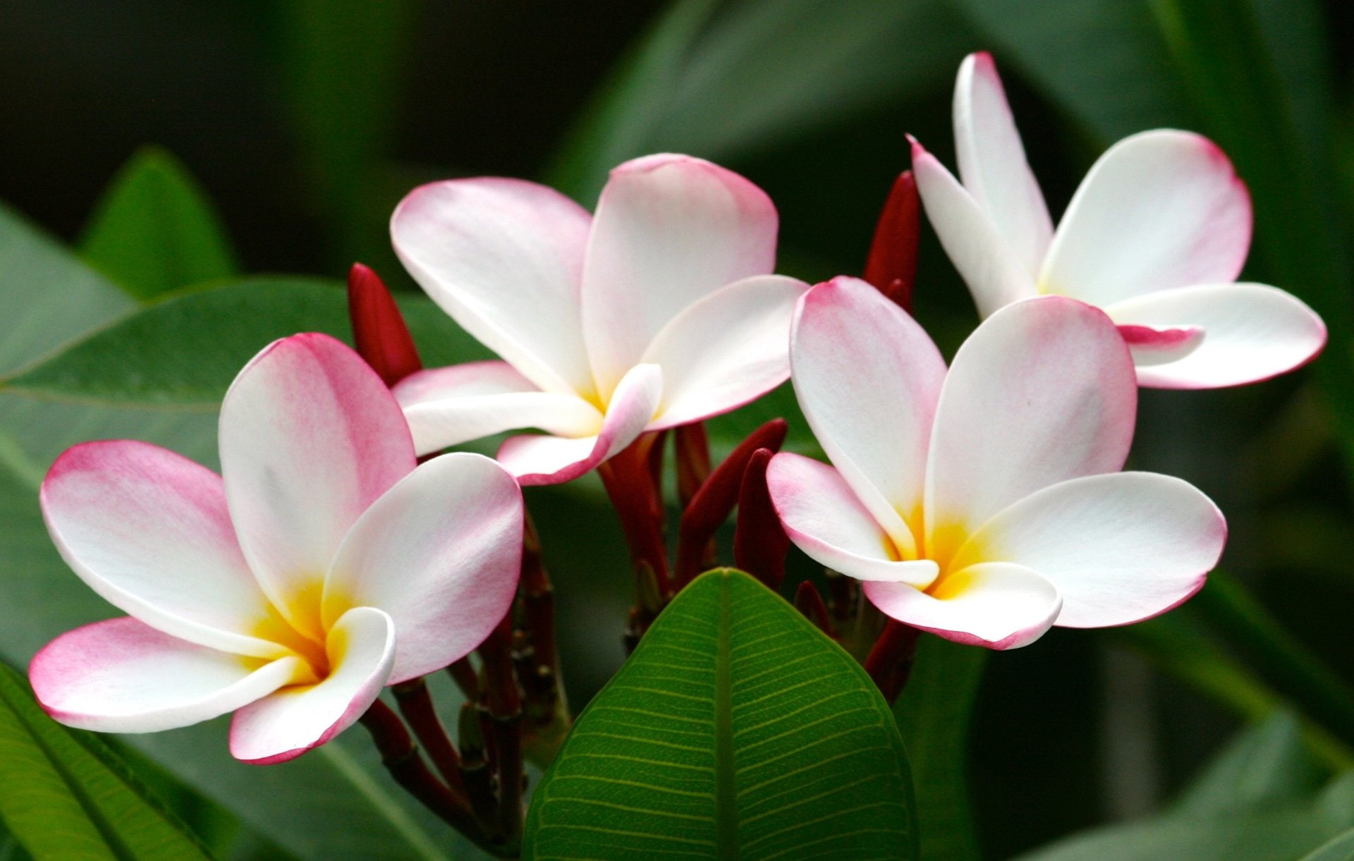 Flowers, Earth, Nature, Flower, Plumeria, 1080P, Frangipani, HD Wallpaper