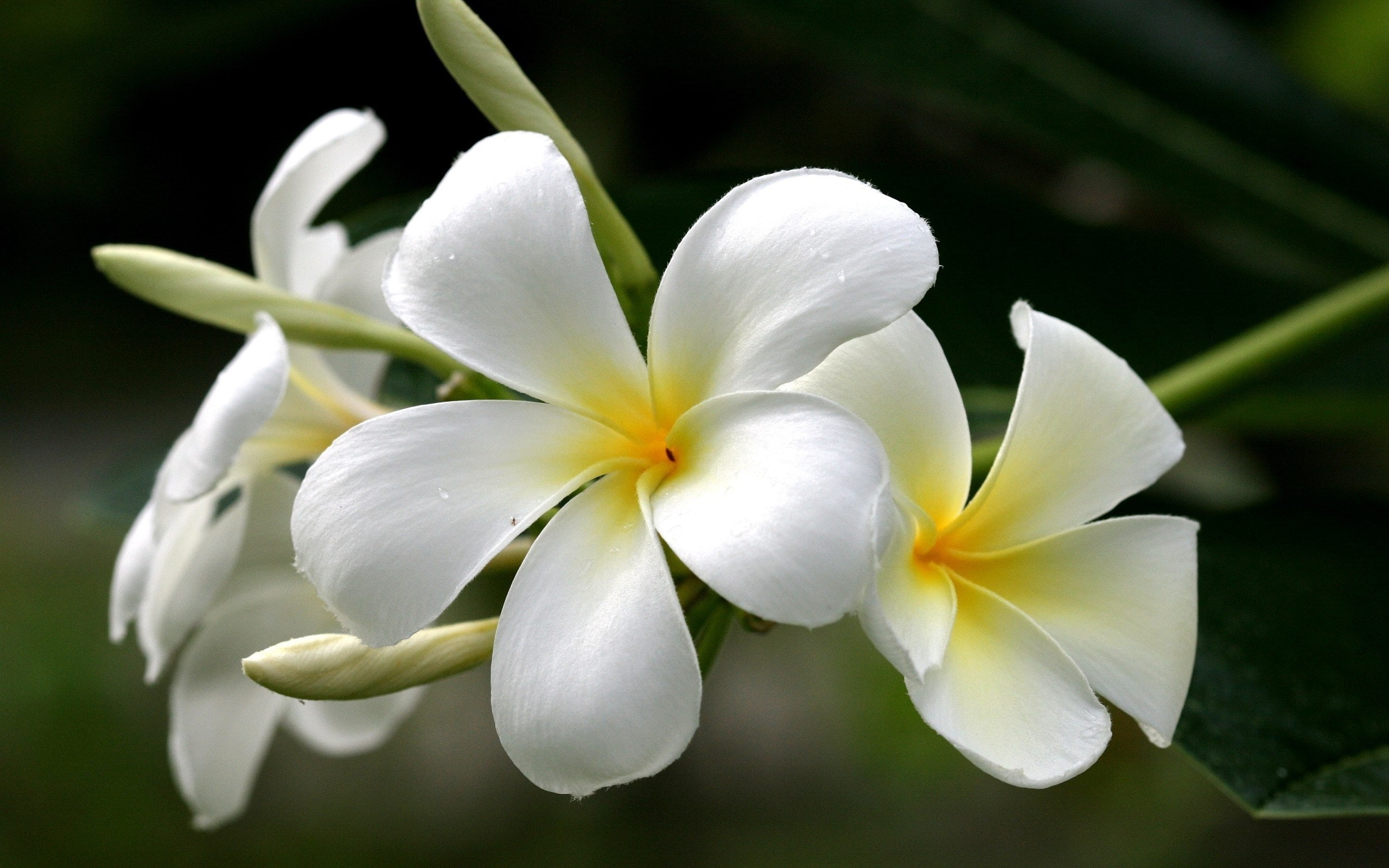 frangipani, 2K, HD Wallpaper