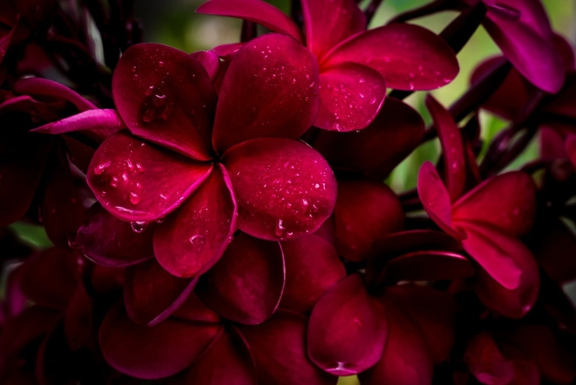 Frangipani, Earth, 1080P, Flowers, Plumeria, Red Flower, HD Wallpaper