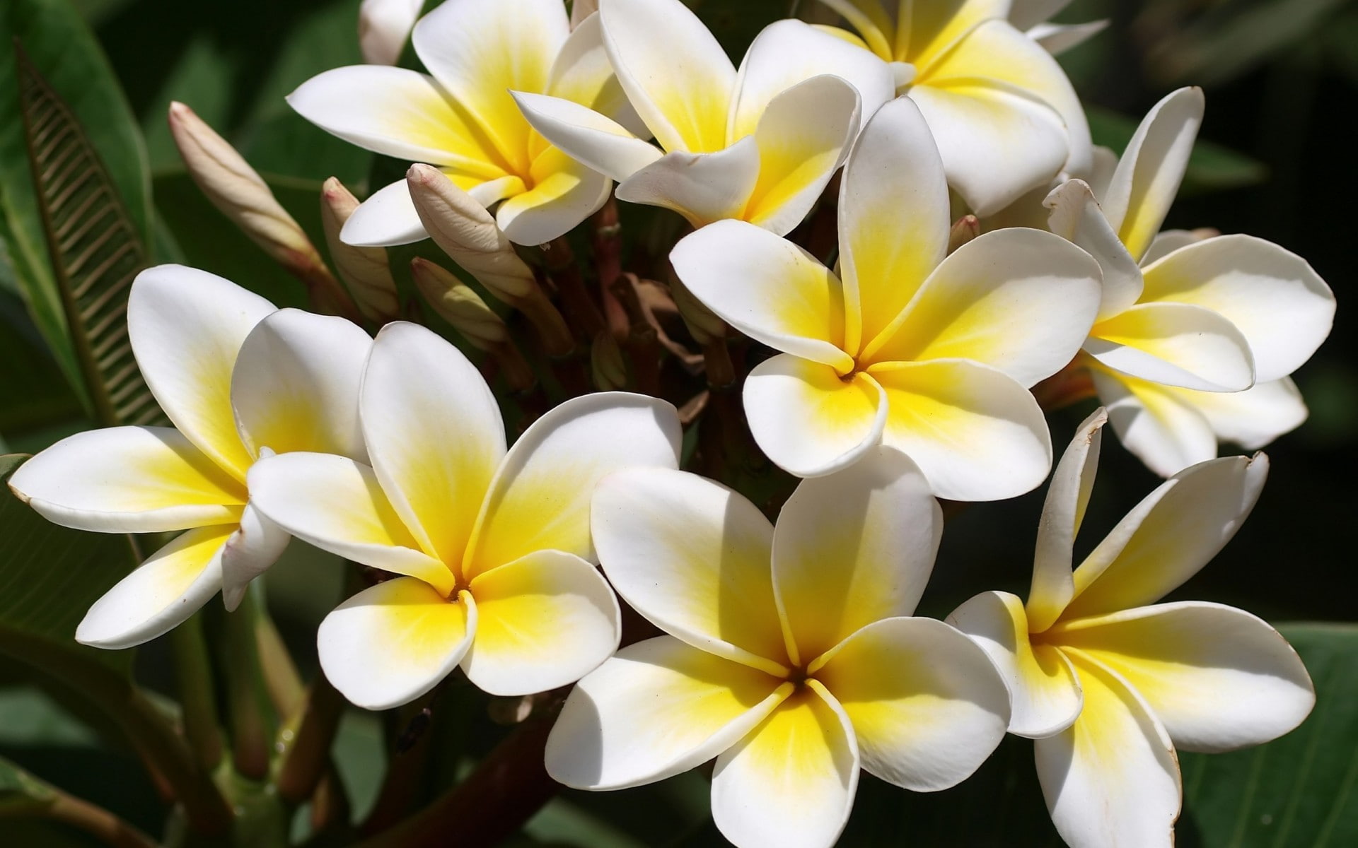 frangipani, flowers, plumeria, white, yellow, 1080P, HD Wallpaper