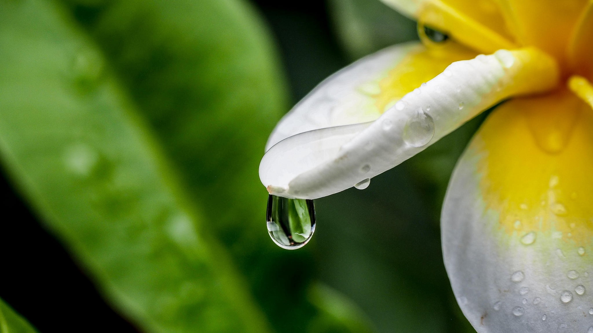 green color, day, plant, yellow, white, drop, frangipani, raindrop, petal, food, plant part, dew, freshness, flower, growth, water, focus on foreground, HD Wallpaper