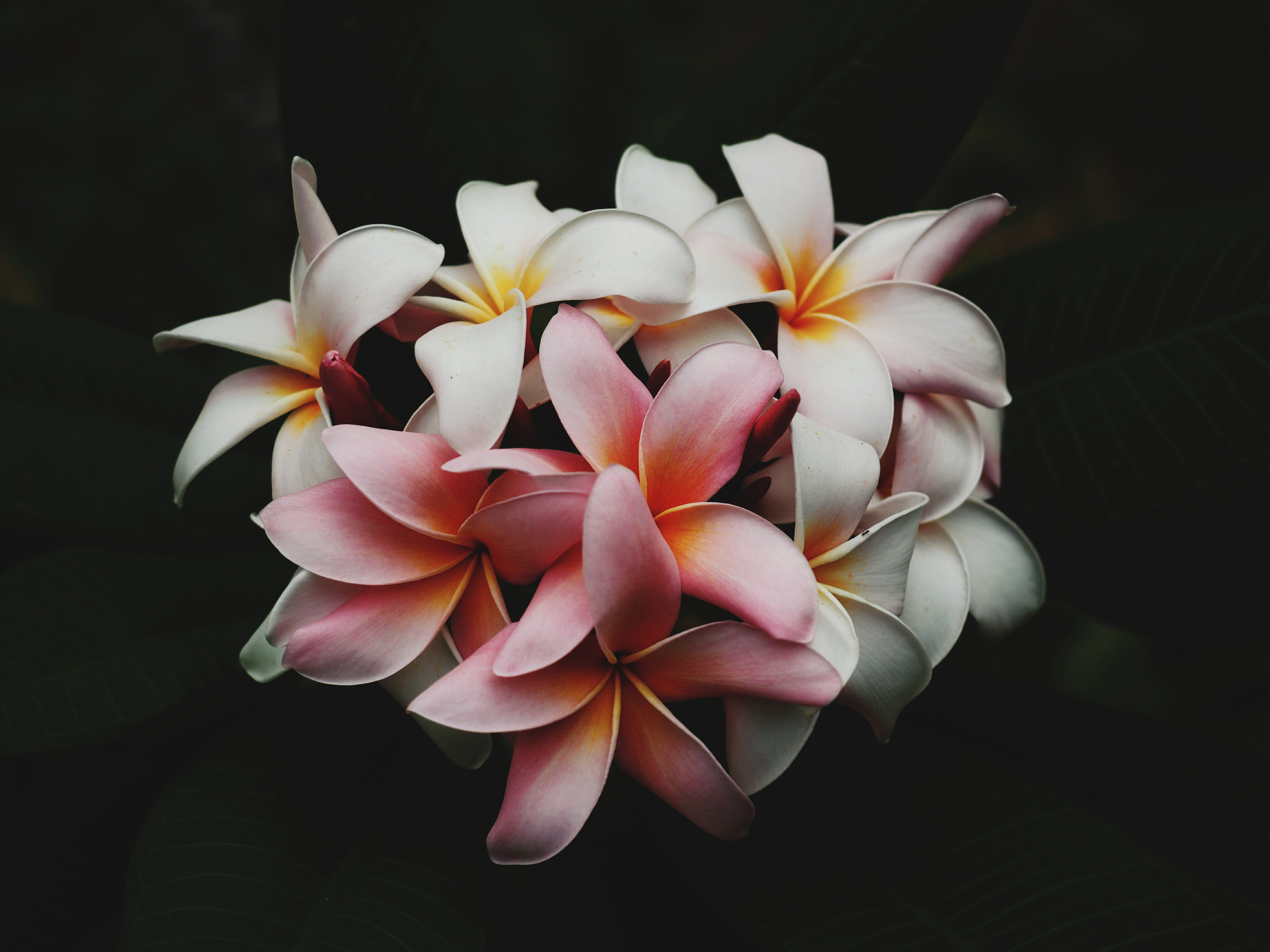 beautiful, close-up, fragility, colours, garden, black background, beauty in nature, pink color, freshness, 4K, colors, indoors, blossom, delicate, vulnerability, HD Wallpaper