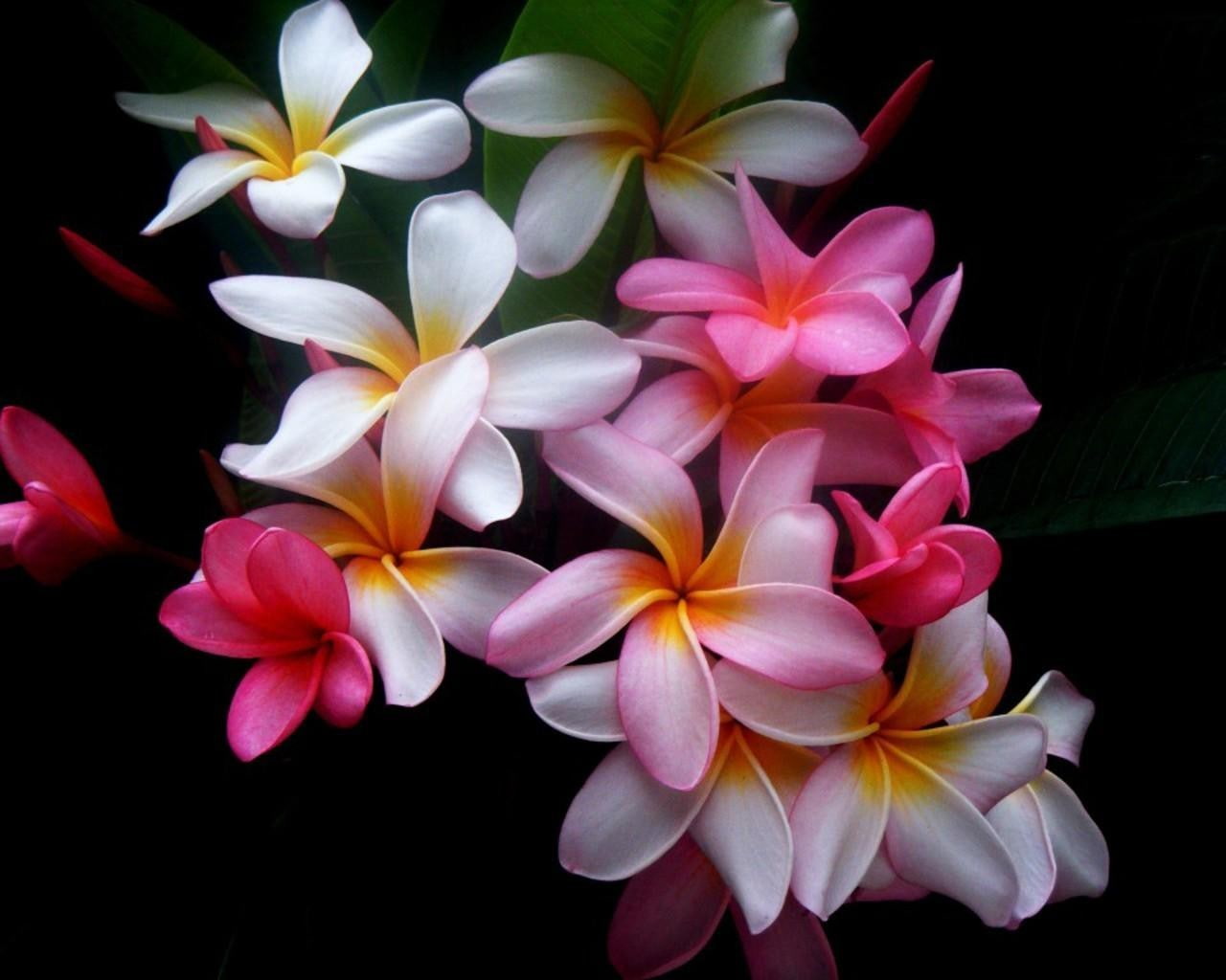 nature, freshness, white color, flower arrangement, flower head, beauty in nature, flowers, pink color, flower, inflorescence, close-up, black background, HD Wallpaper