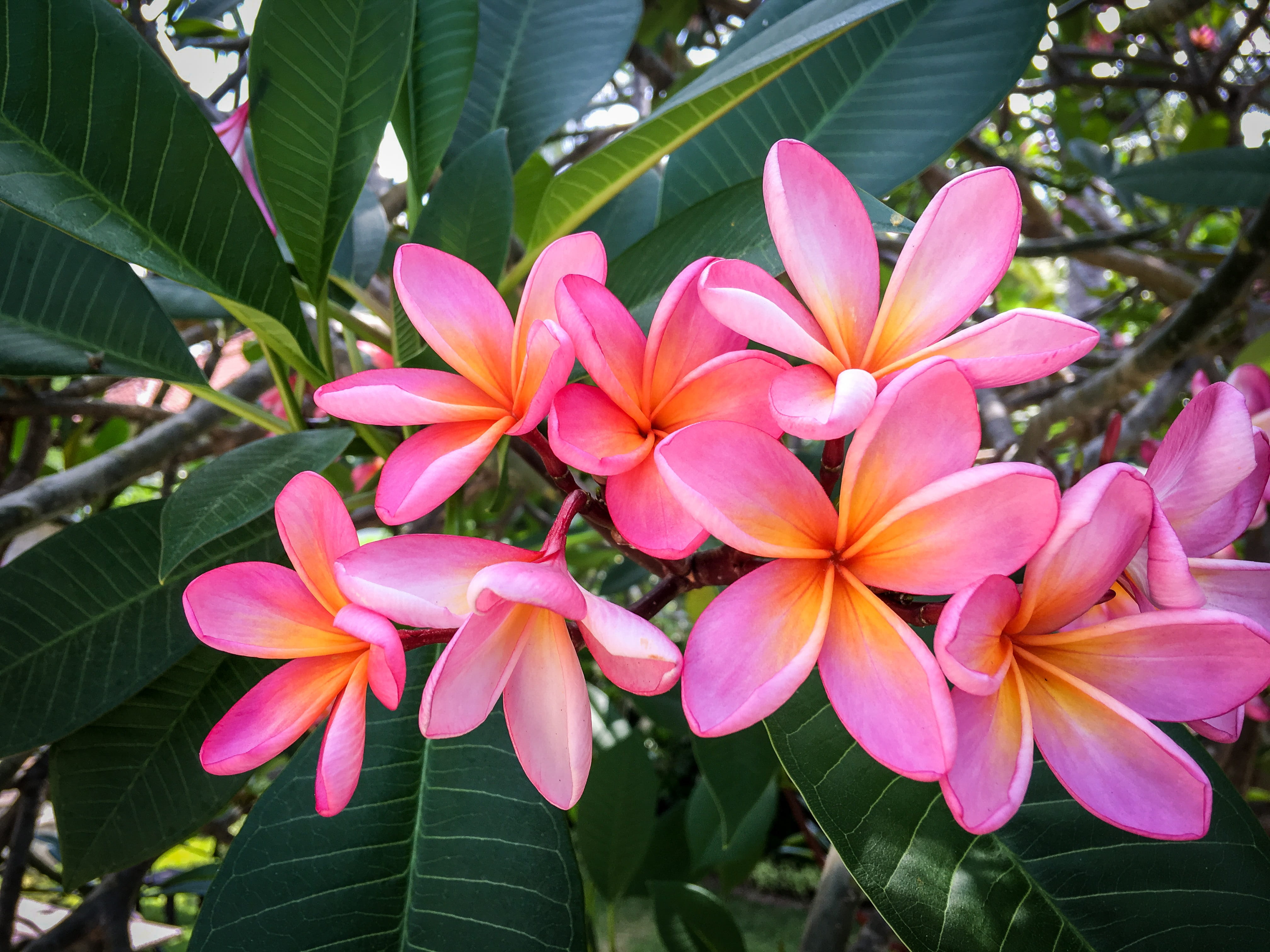 vulnerability, photo, flowering plant, Frangipani, growth, no people, close-up, fragility, flora, petal, Exotic, pink, plant part, Plumeria, freshness, HD Wallpaper