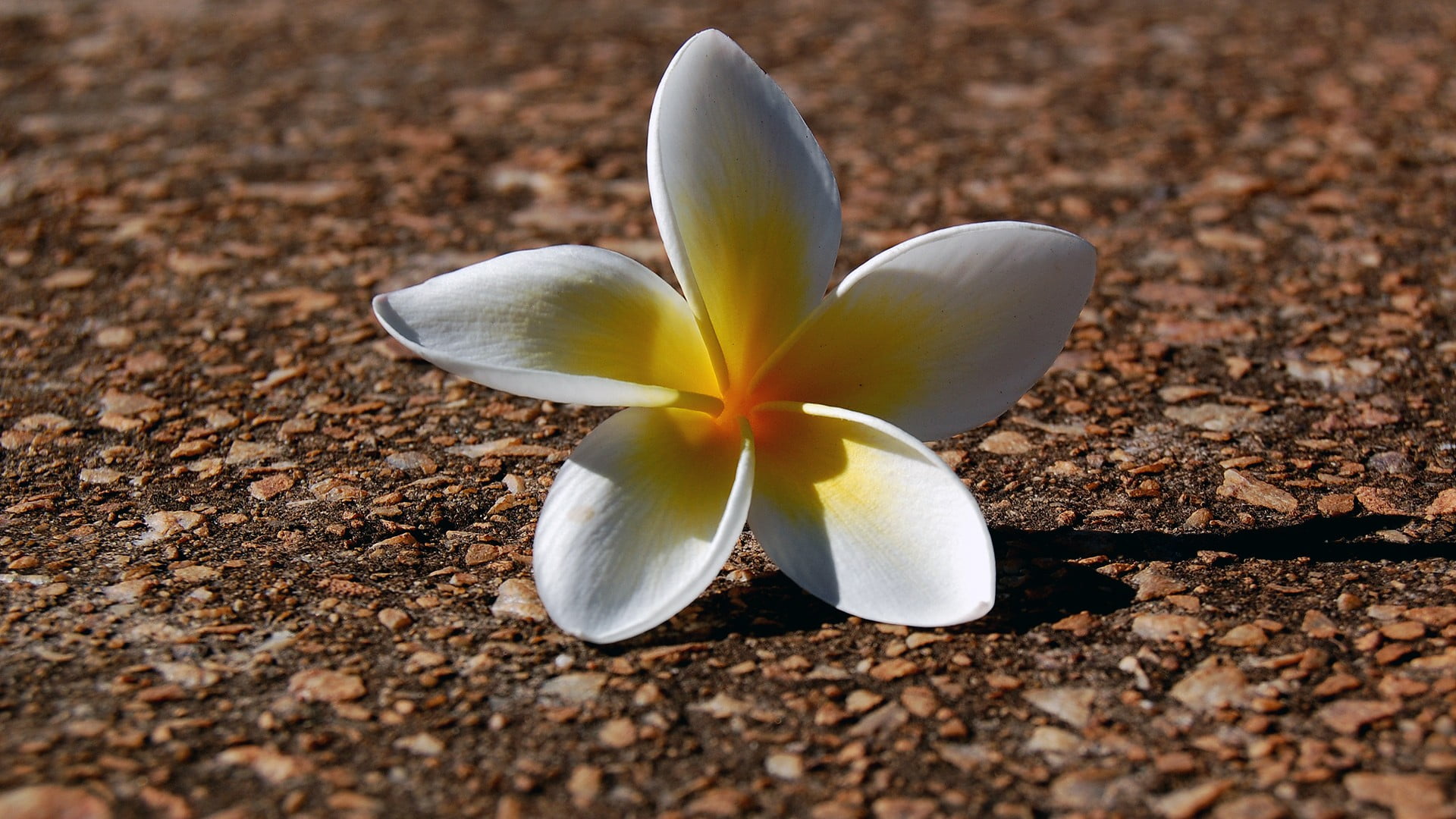 plant, flower, frangipani, nature, outdoors, freshness, focus on foreground, day, flower head, vulnerability, flowers, close-up, white color, no people, HD Wallpaper