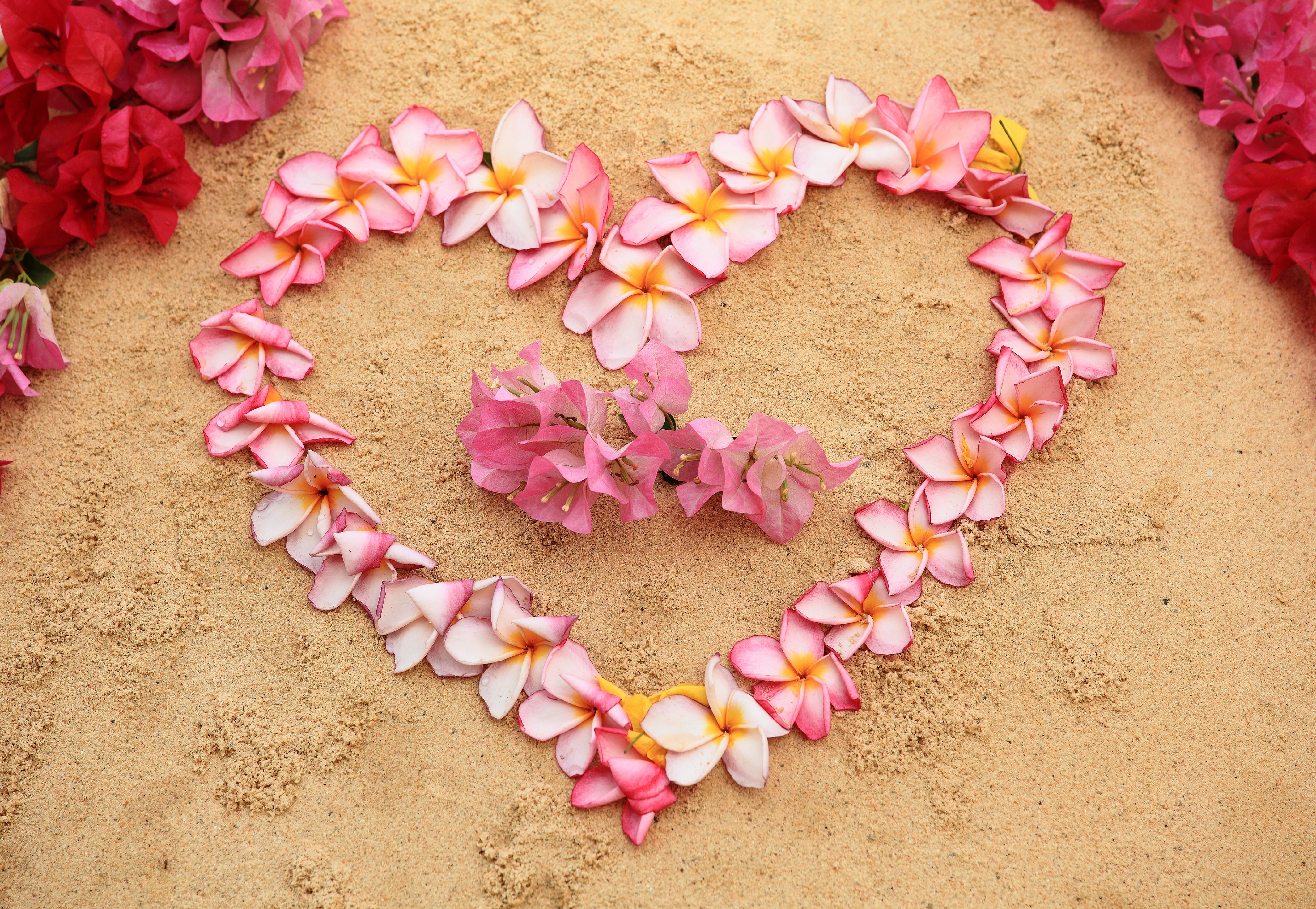 sand, love, 4K, frangipani, heart-shaped, petal, HD Wallpaper