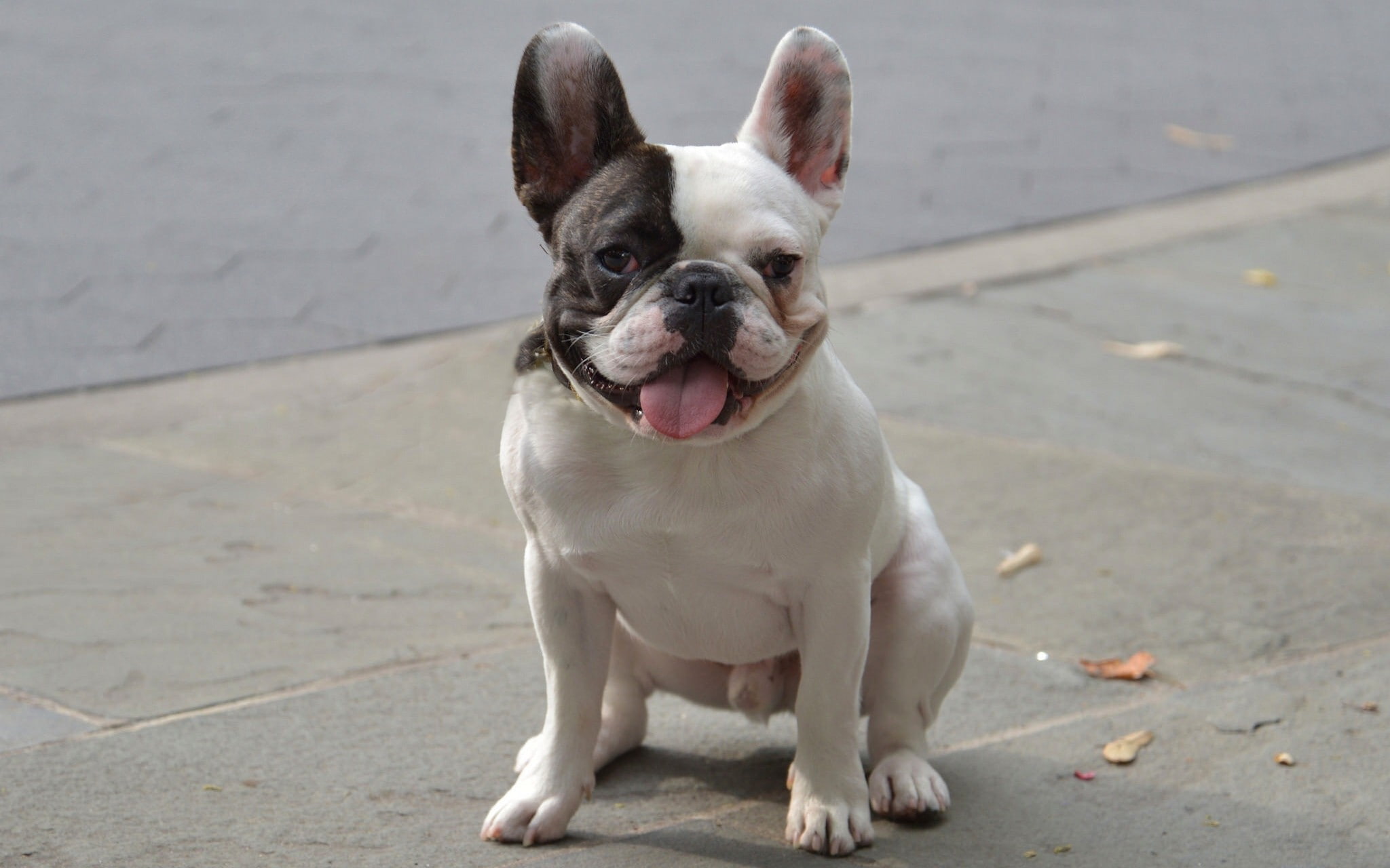 s, 1080P, dog, hd, france bulldog, black, france, small, bulldog, animals, white, short, coat, HD Wallpaper