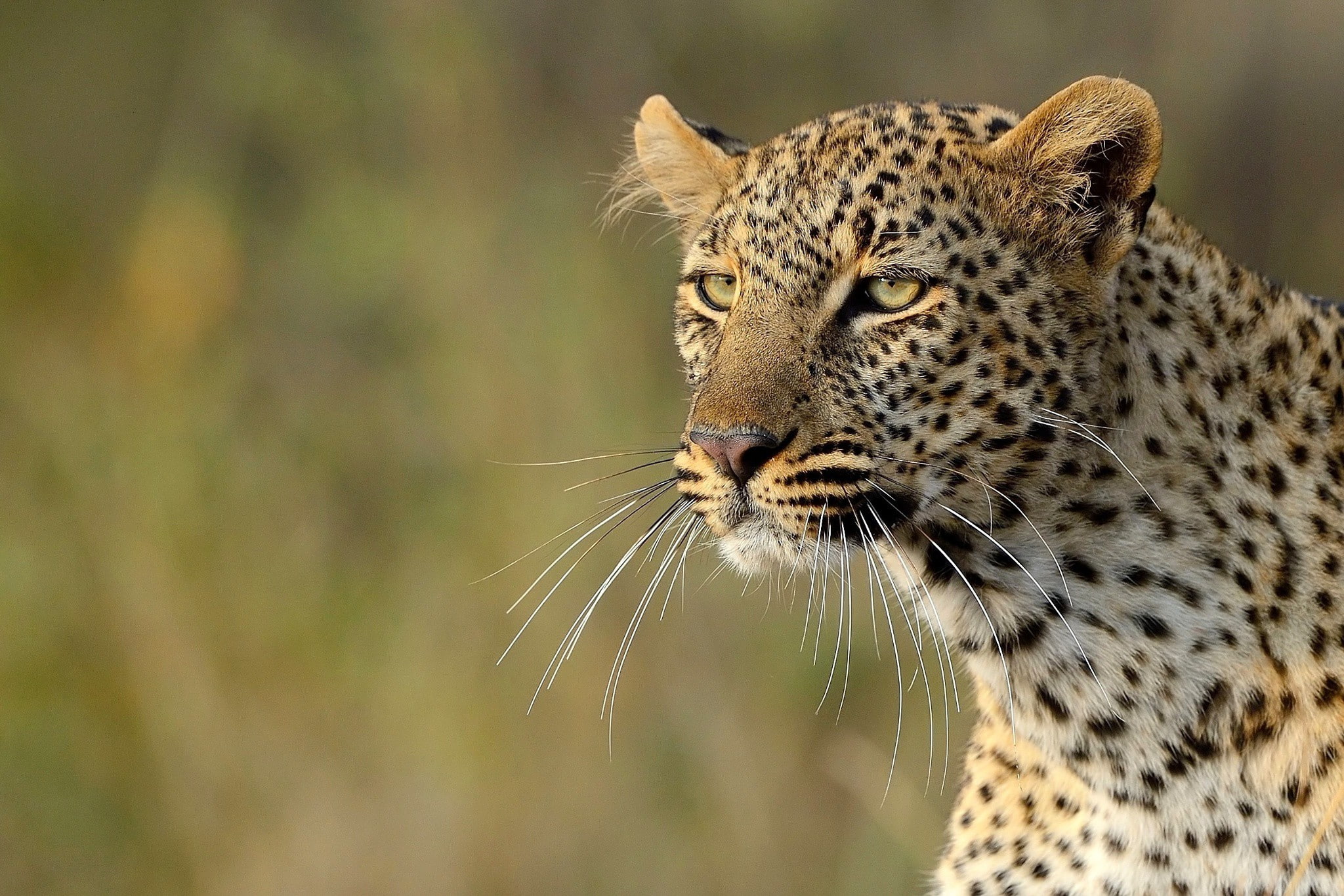 Nature s, Best s, 1080P, Leopard, Kenya, s, Animal, Masai Mara, animals, Nature, HD Wallpaper