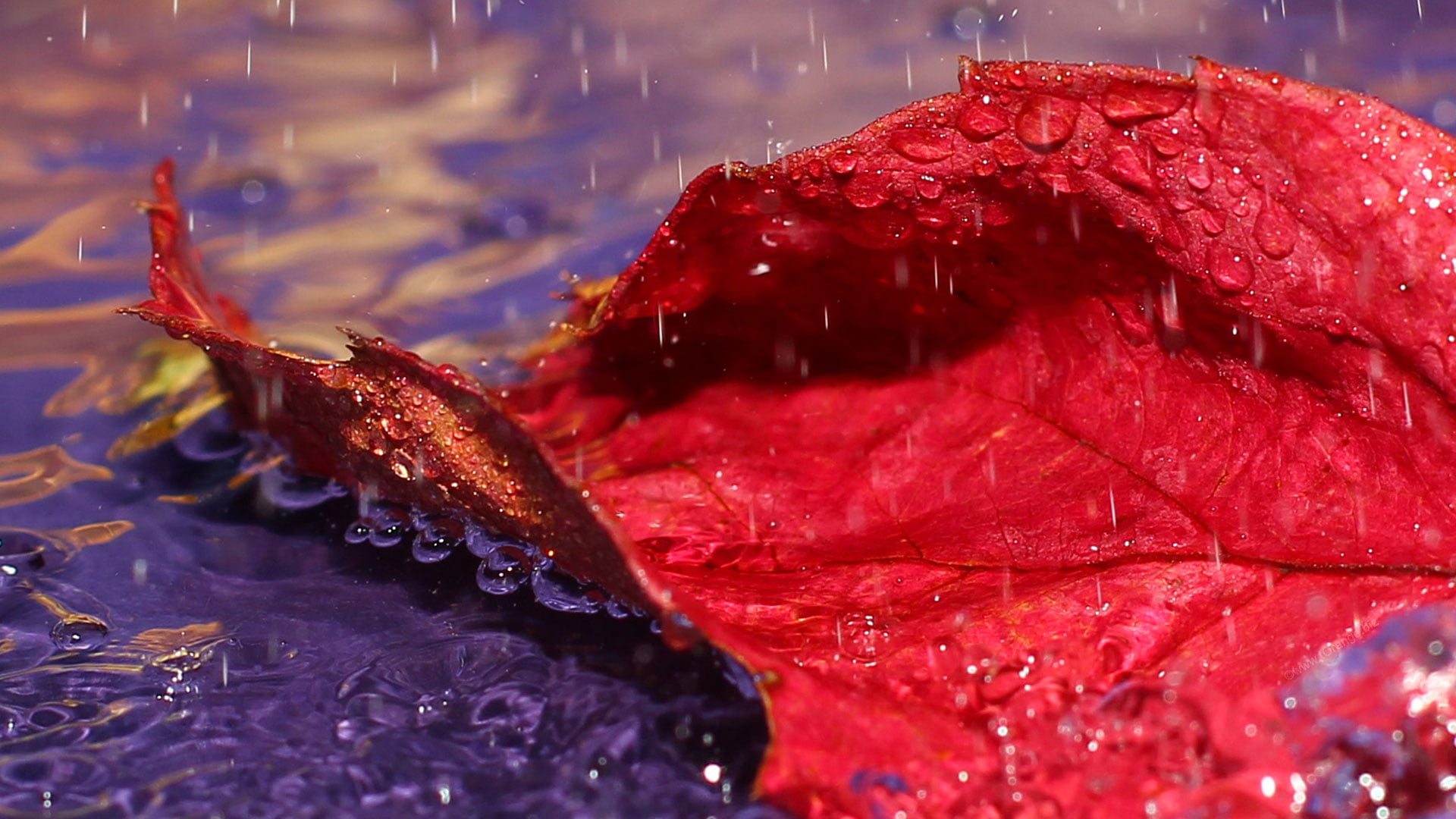autumn, 1080P, nature, picture, 1600x1200, closeup, desktop  background, red, s, 1920x1080, red leaf, HD, photo, autumn leaf, leaf, water, HD Wallpaper